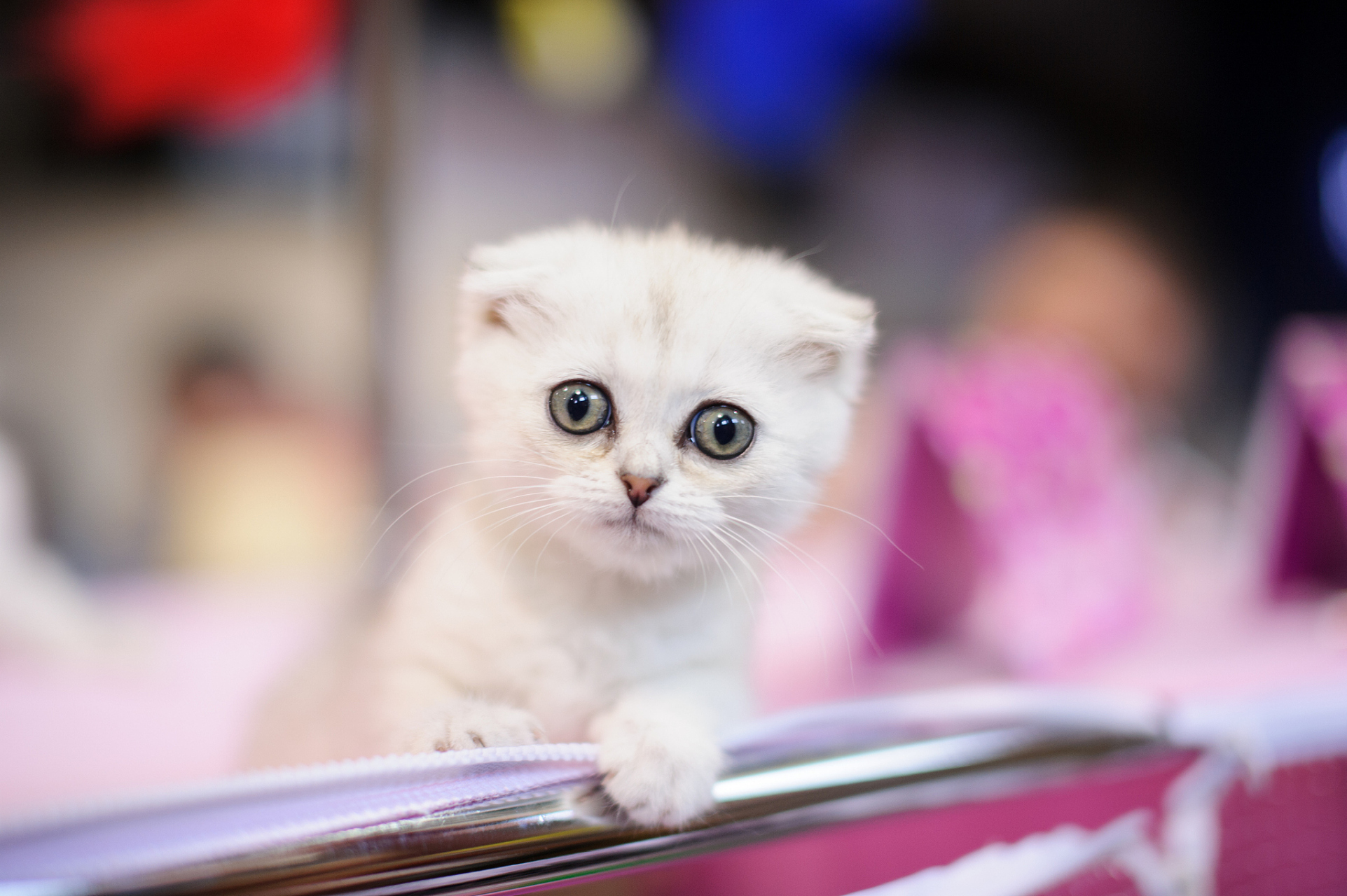 女子因宠物猫去世欲轻生# 有时候深厚的感情是跨越物种的.