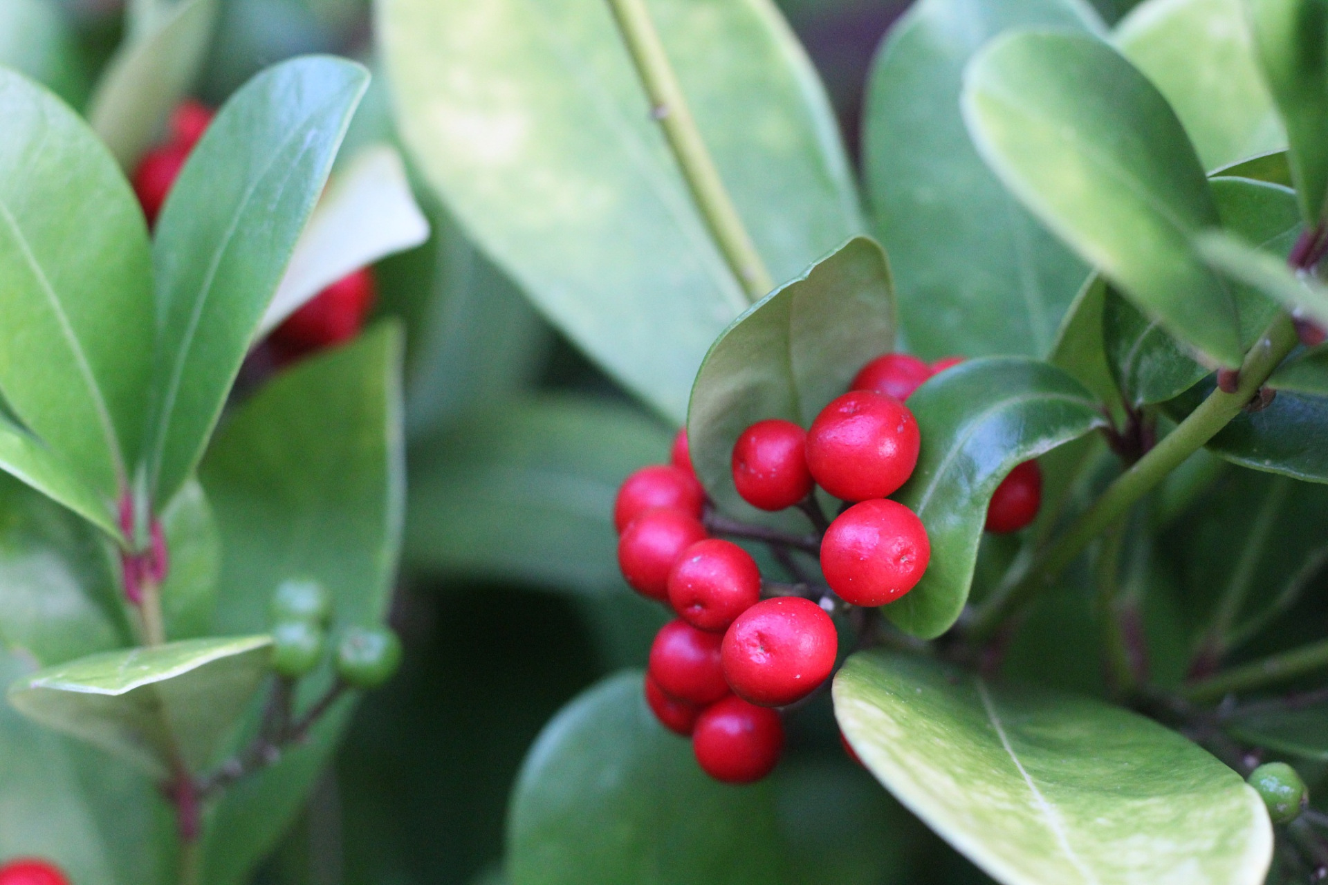 朱砂根,又被称为"黄金万两",是一种寓意吉祥的植物.
