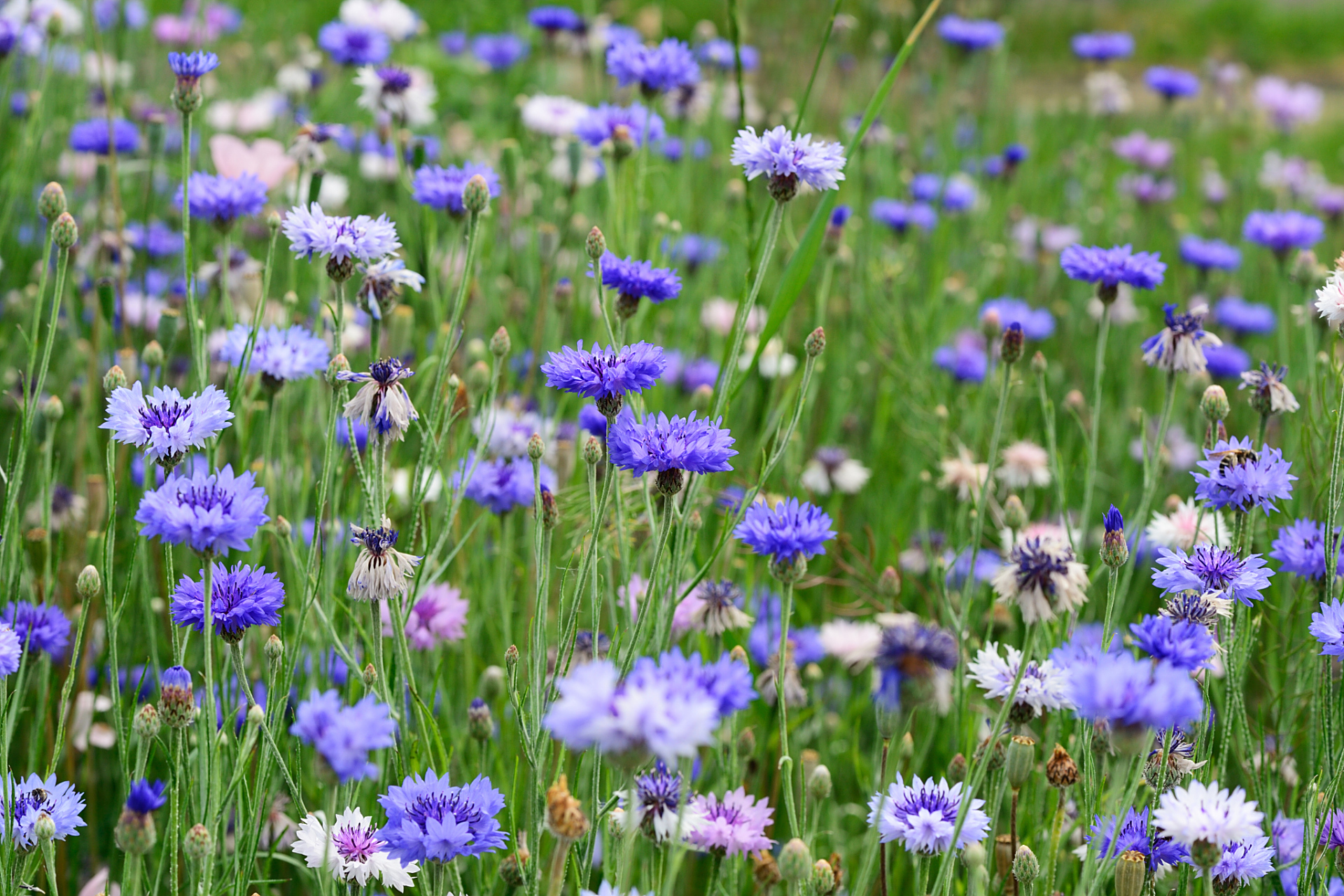 德国国花:矢车菊,见证德意志与自然的浪漫之恋矢车菊,这朵蓝色小花,在