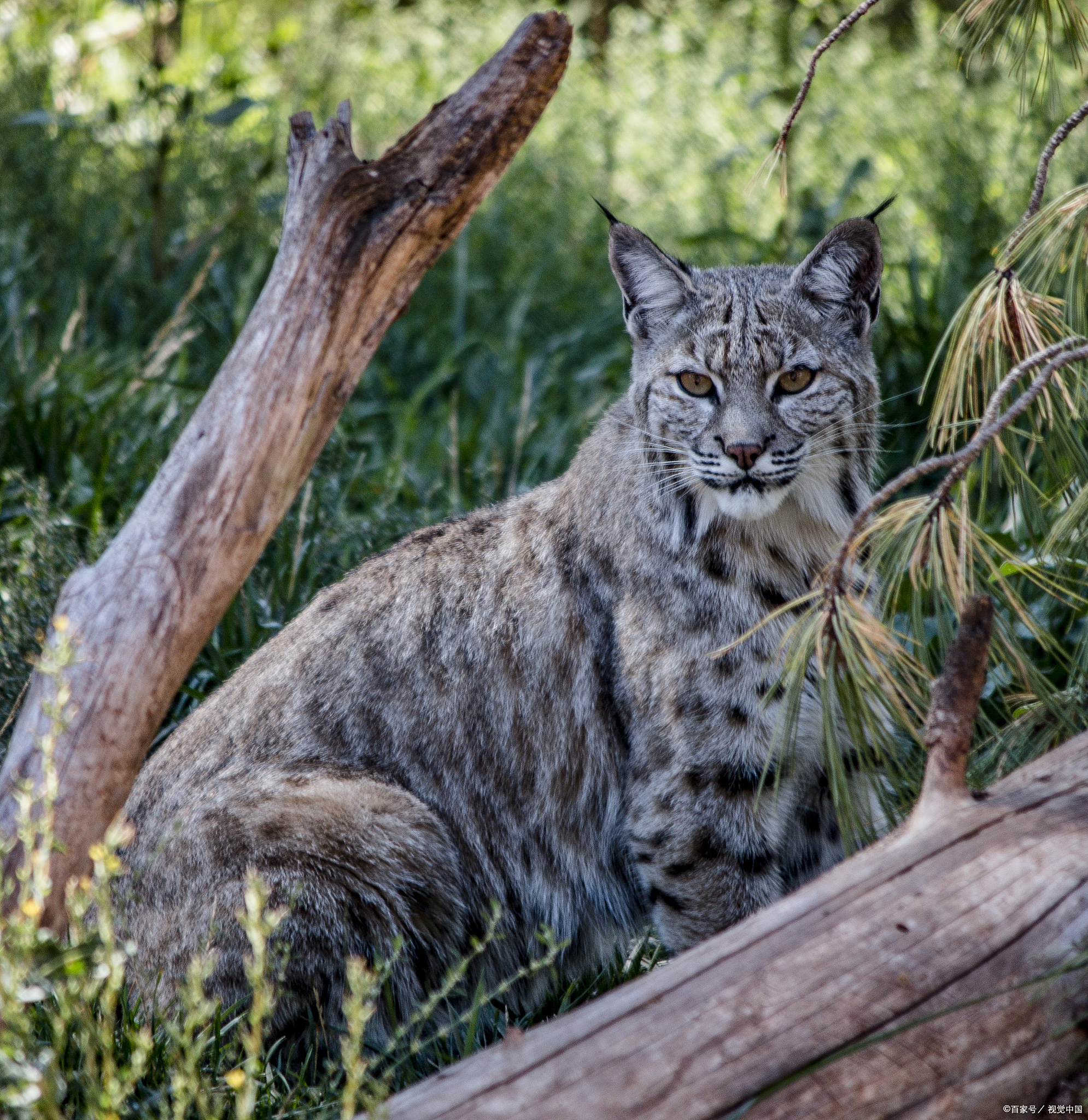 猞猁:山林间的神秘猎手