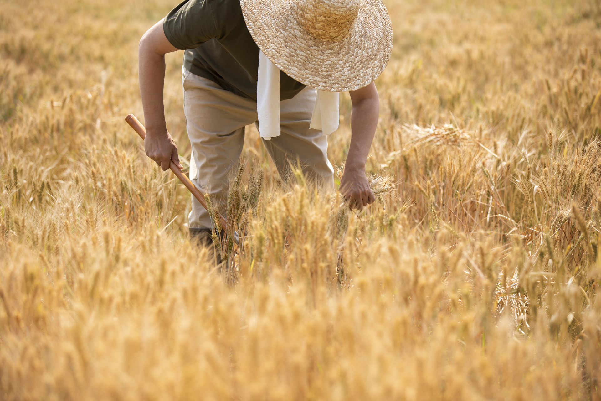 那么,在古代,人们是怎么收割麦子的?