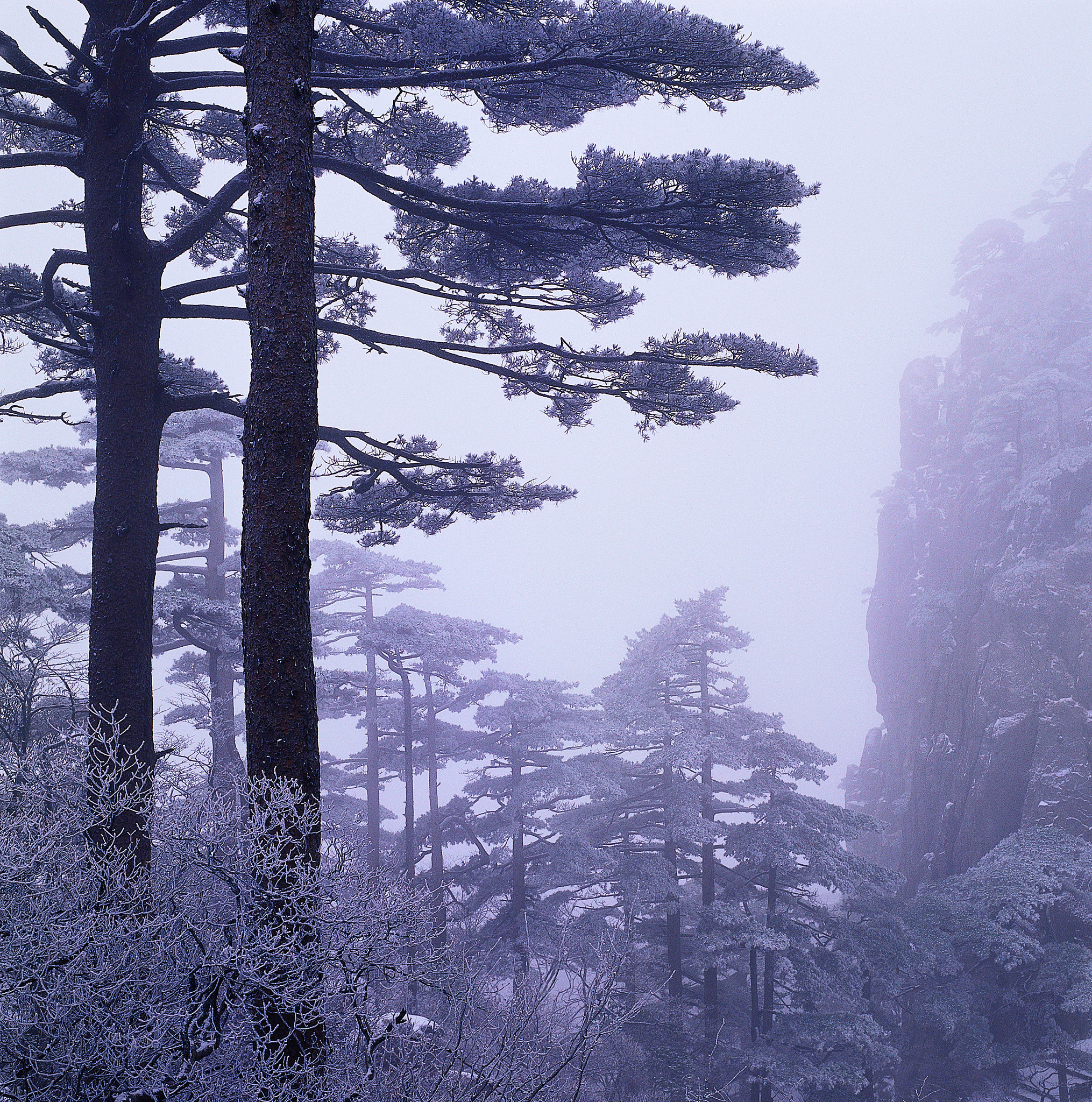 雪压霜欺情不老,依然挺秀傲群峰.#百度人间好诗词