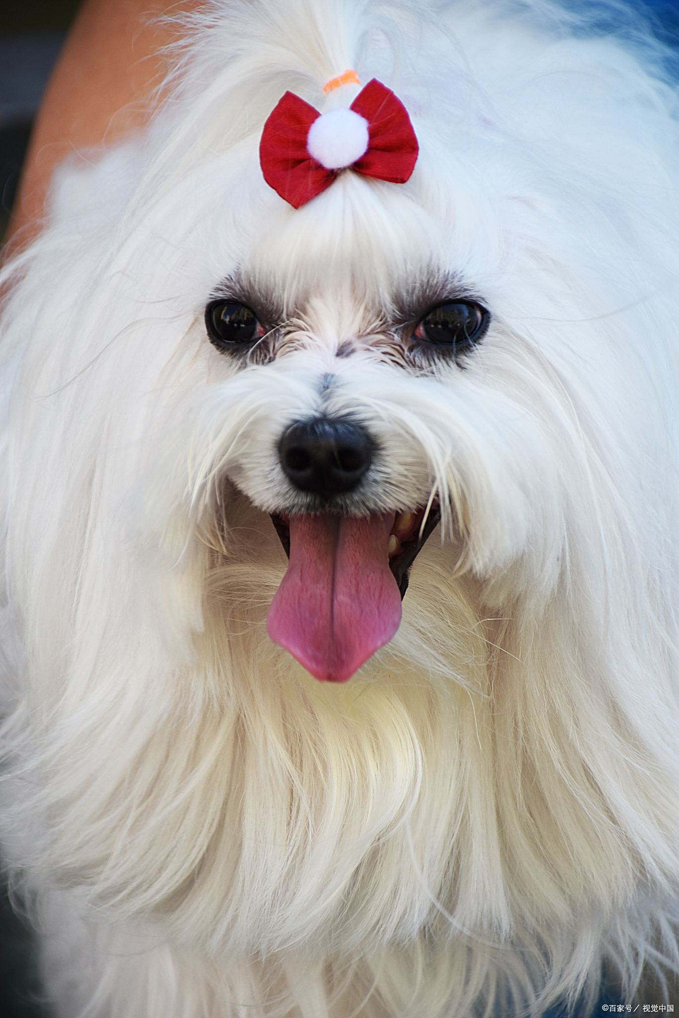 西施犬到底好不好养?3 个 "甜蜜负担" 4 个养护秘诀,看完再决定