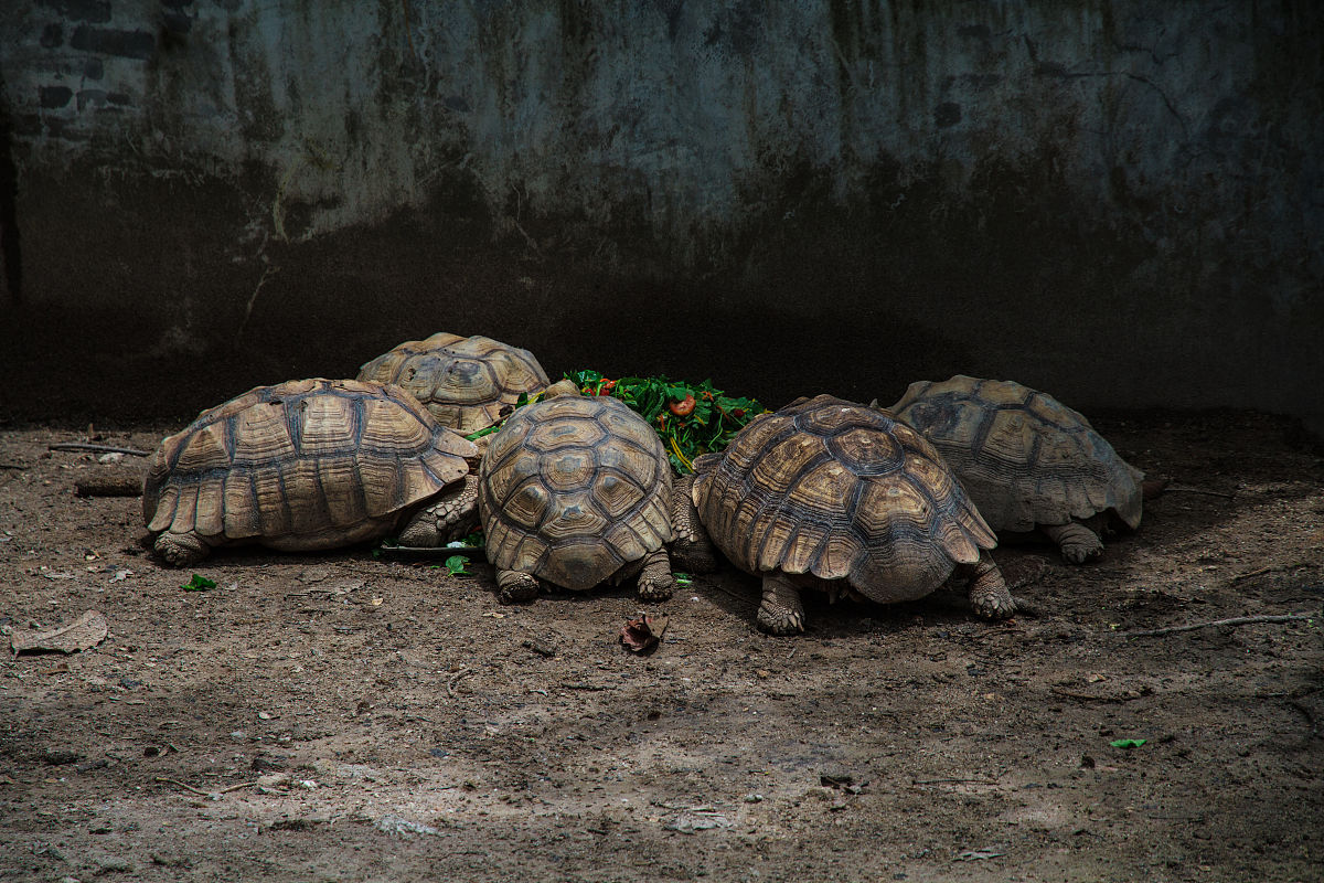 "珍珠龟性别大揭秘!5种方法轻松分辨公母!