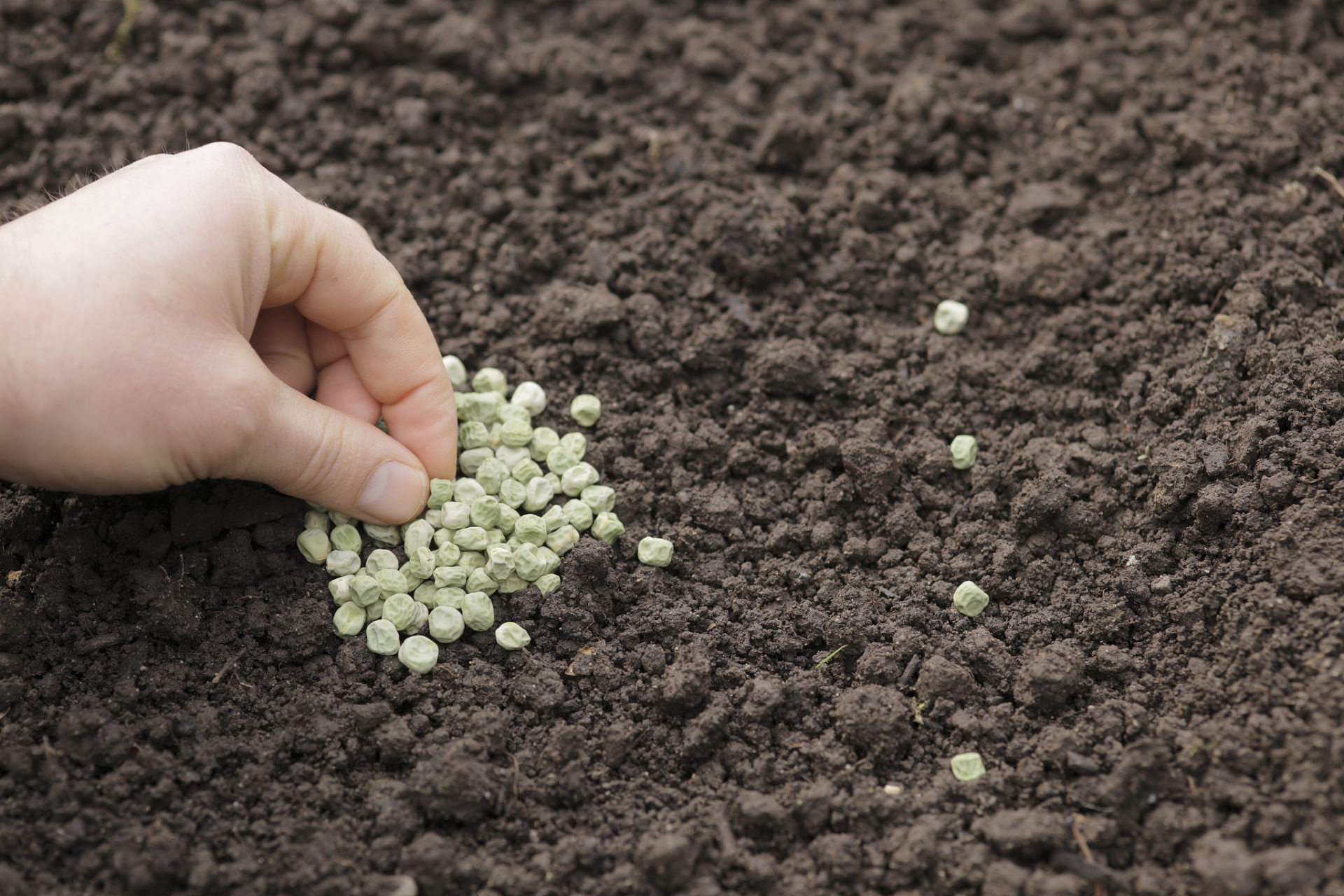 【技术-如何使用菌渣和畜禽粪便生产蔬菜育苗基质】 一,技术名称 技术