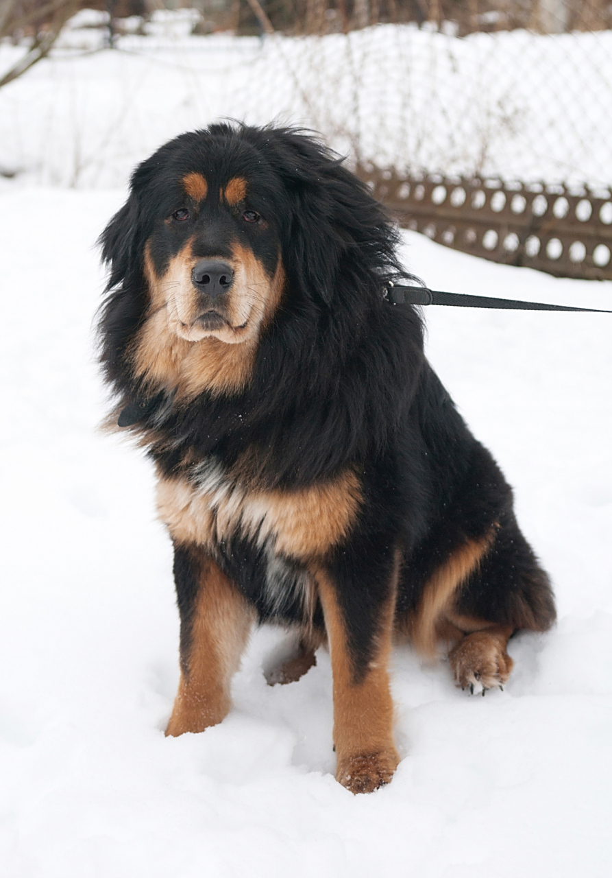 藏獒#晒出今天的好天气#  藏獒是一种大型犬科哺乳动物,也被称为西