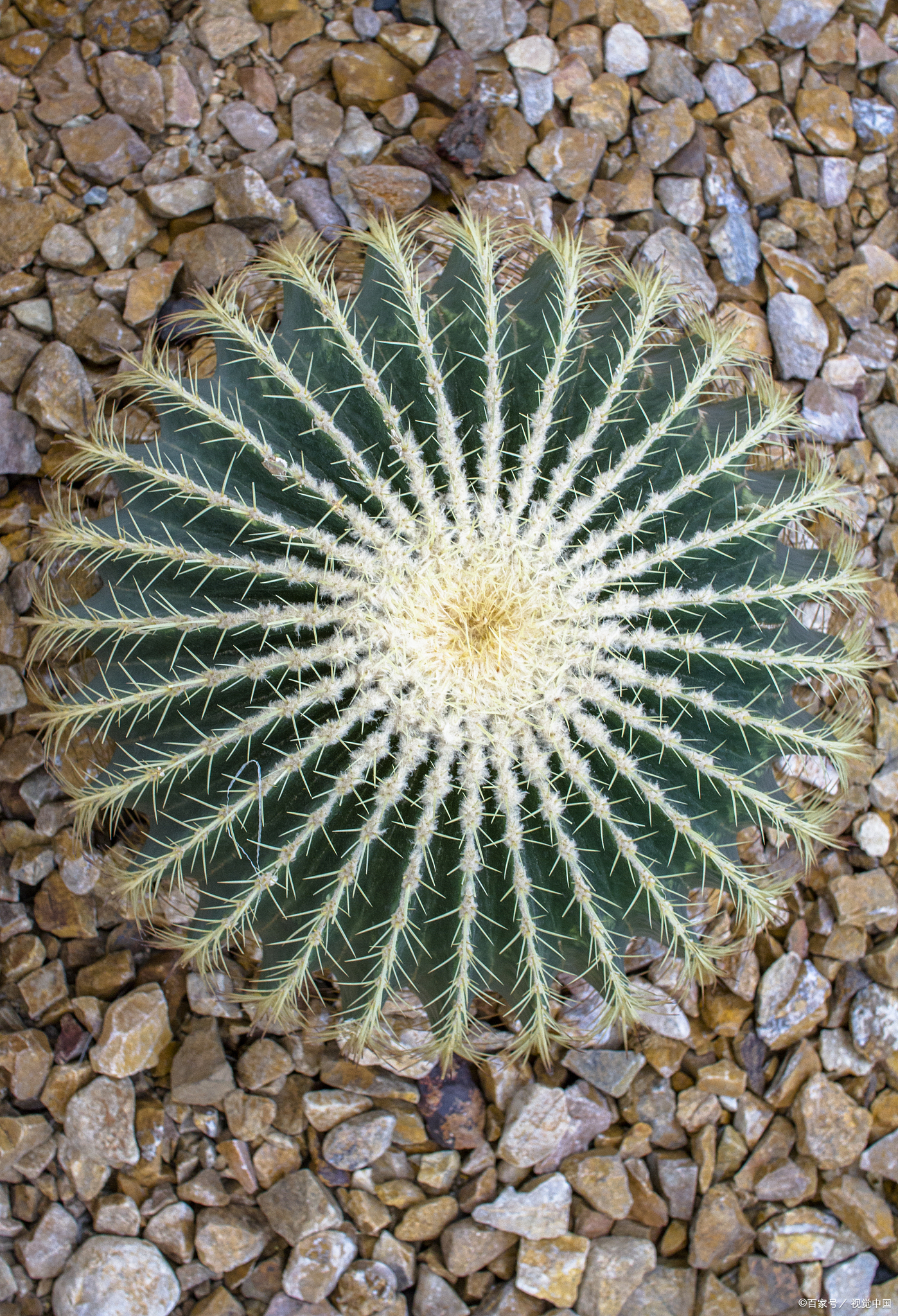 仙人球(拉丁学名:echinopsis tubiflora),又叫草球,长盛丸,短毛丸等