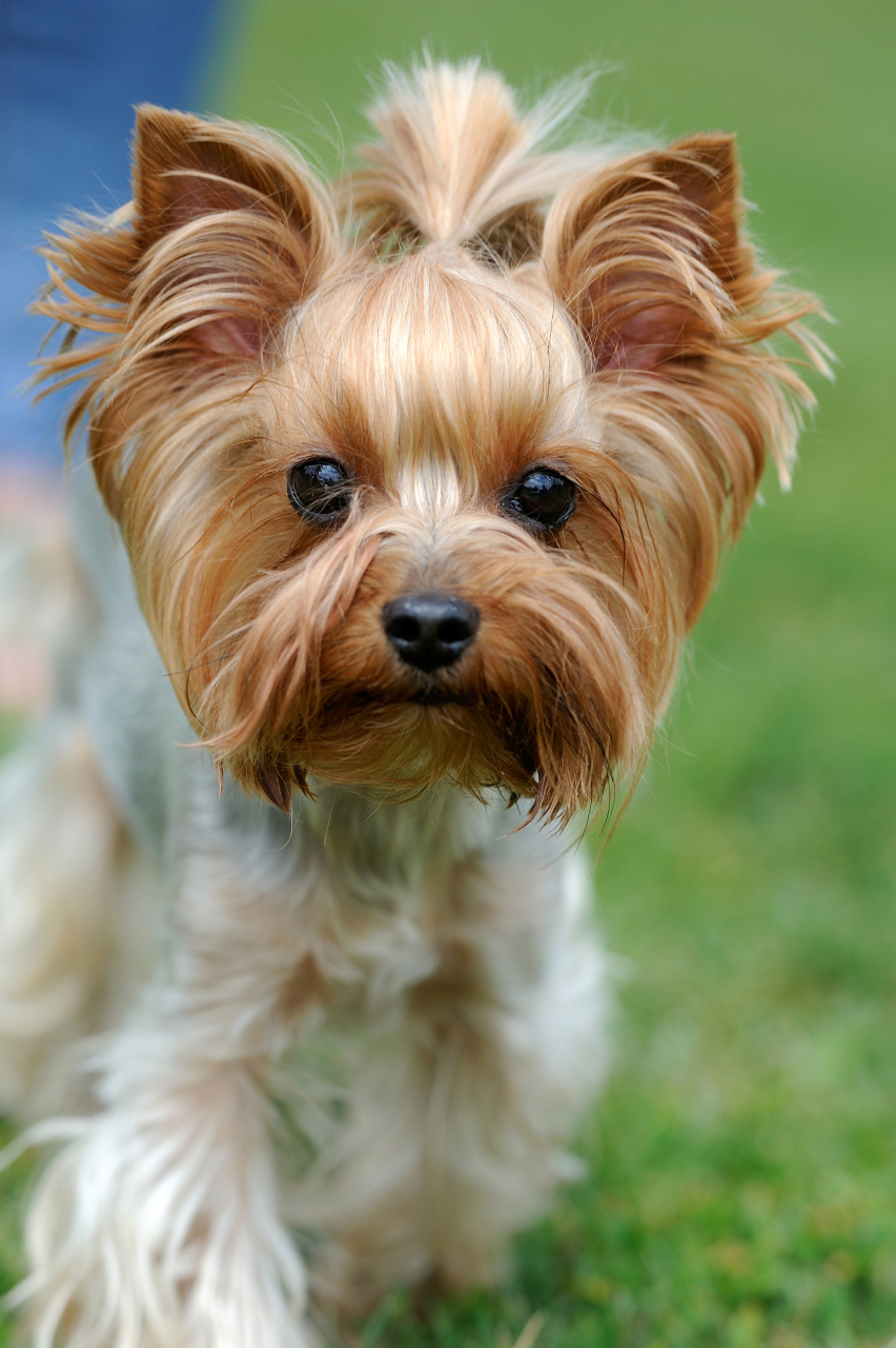 约克夏梗(yorkshire terrier),简称约克夏或约克郡梗,是一种小型犬种