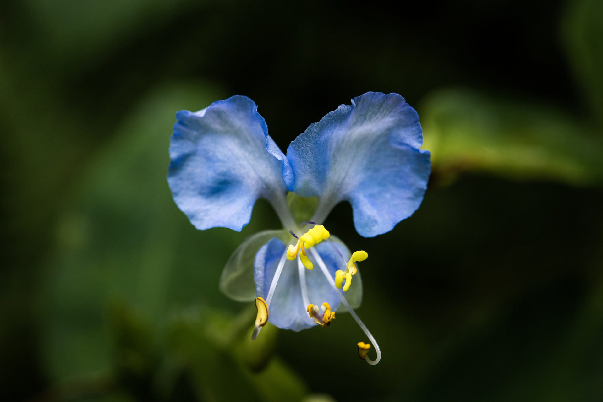 蓝蝴蝶是热带植物,喜欢高温天气,不惧阳光直射,是全日照花卉.
