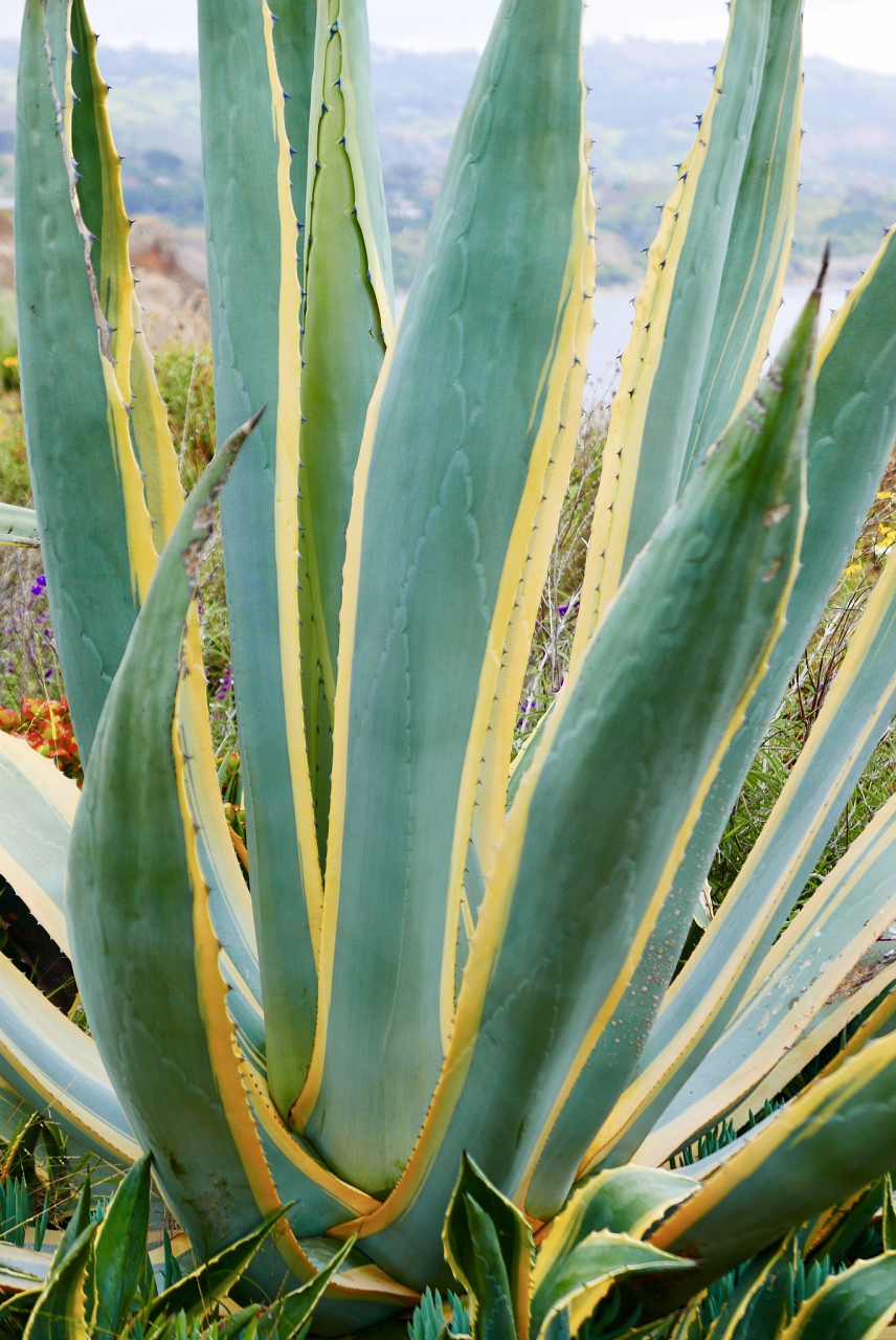 金边龙舌兰可以治风湿吗?