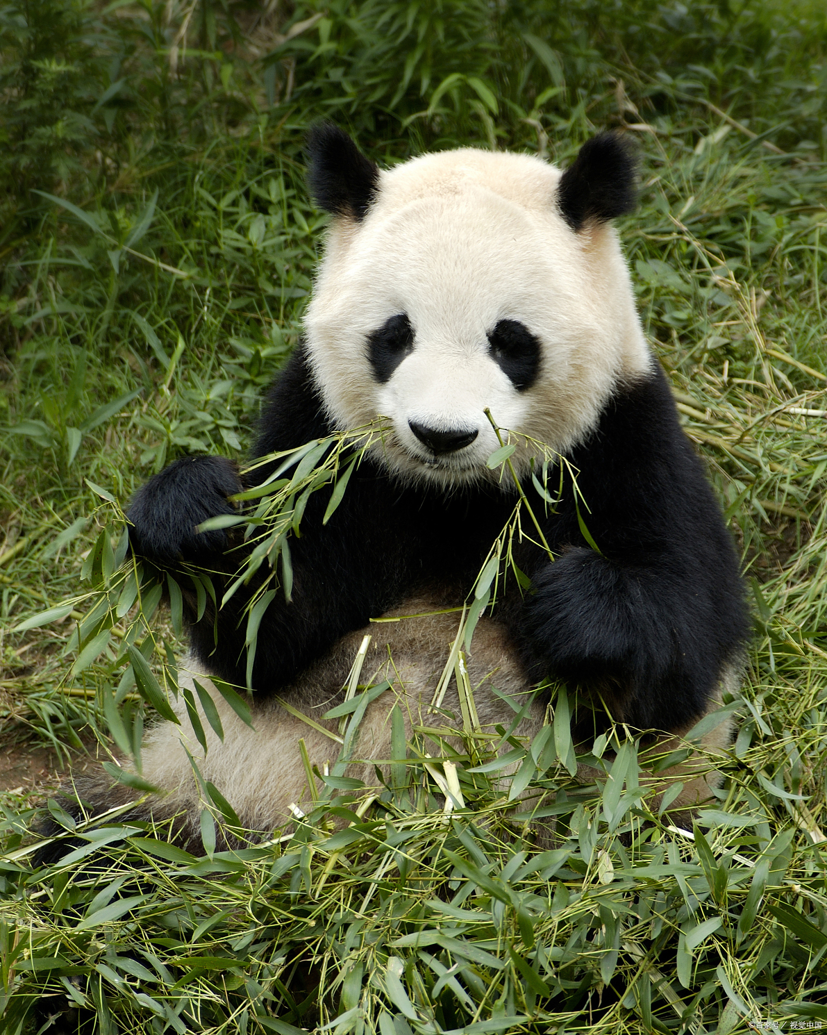 熊猫之所以爱吃竹子是因为它们尝不到什么味道?