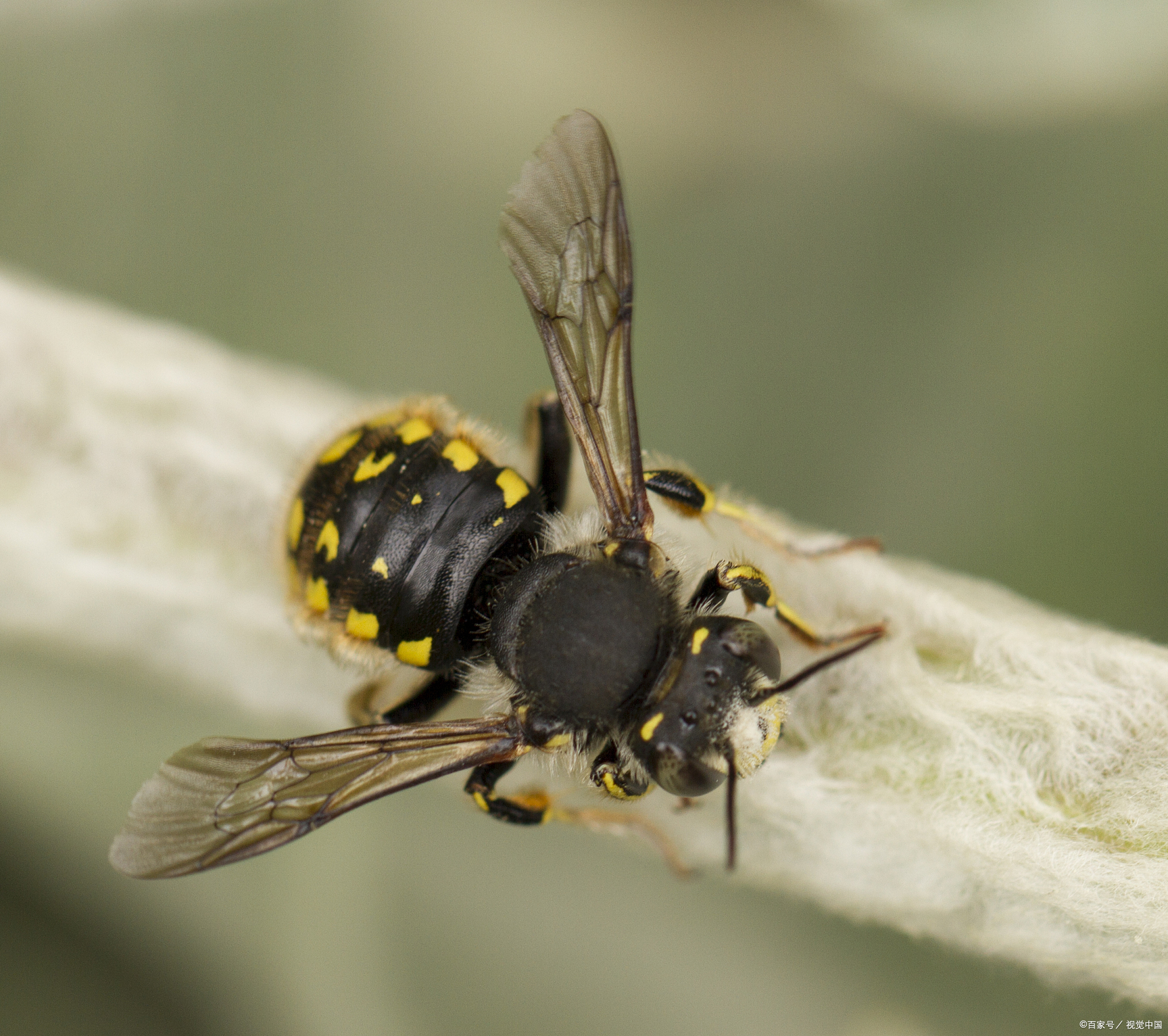 优质创作者专属激励活动# 你不知道的蜜蜂知识 蜜蜂是世界上最常见的