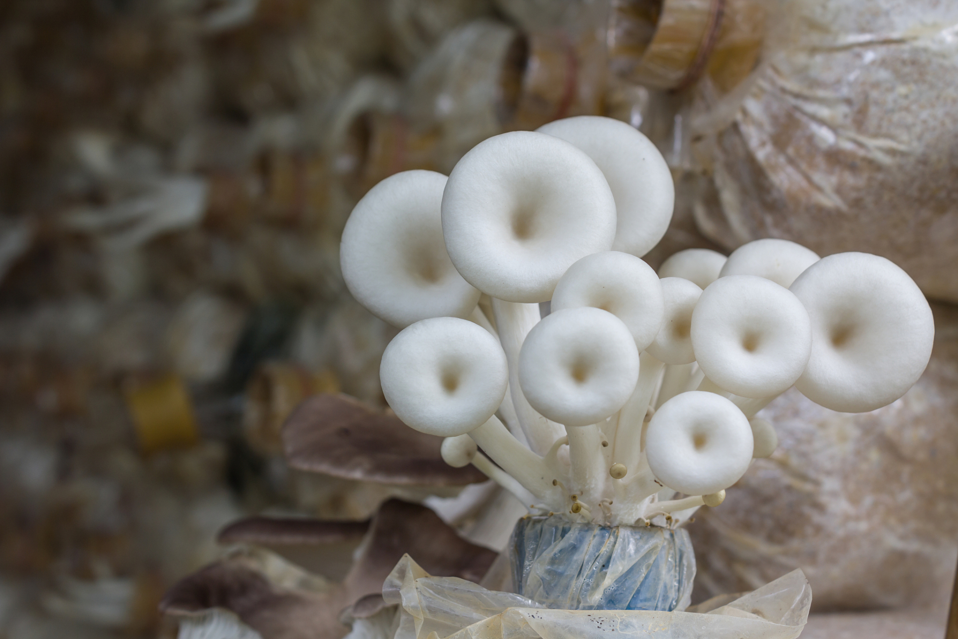 雪榕菇是一种营养丰富,风味鲜美的食用菌,具有提高免疫力,抗疲劳