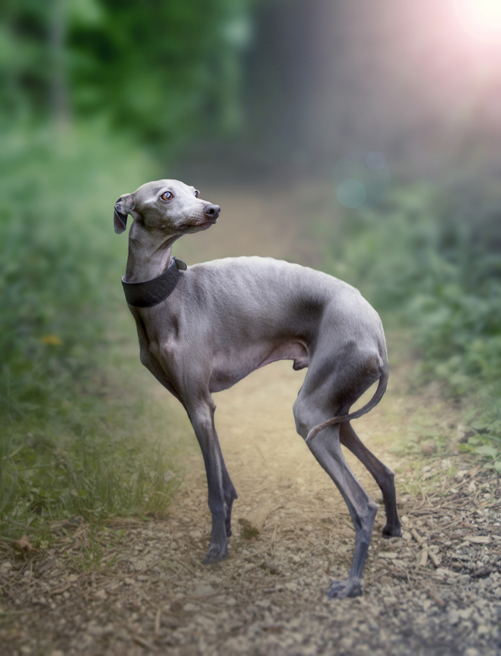 它们大多身体修长,毛色包括黑,黄,白等,性格聪明