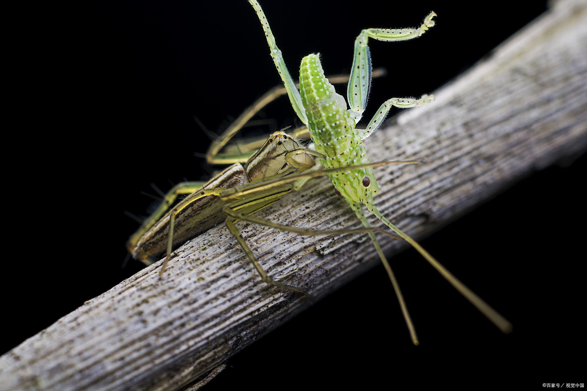 竹蛉:古雅灵魂的家居魅力