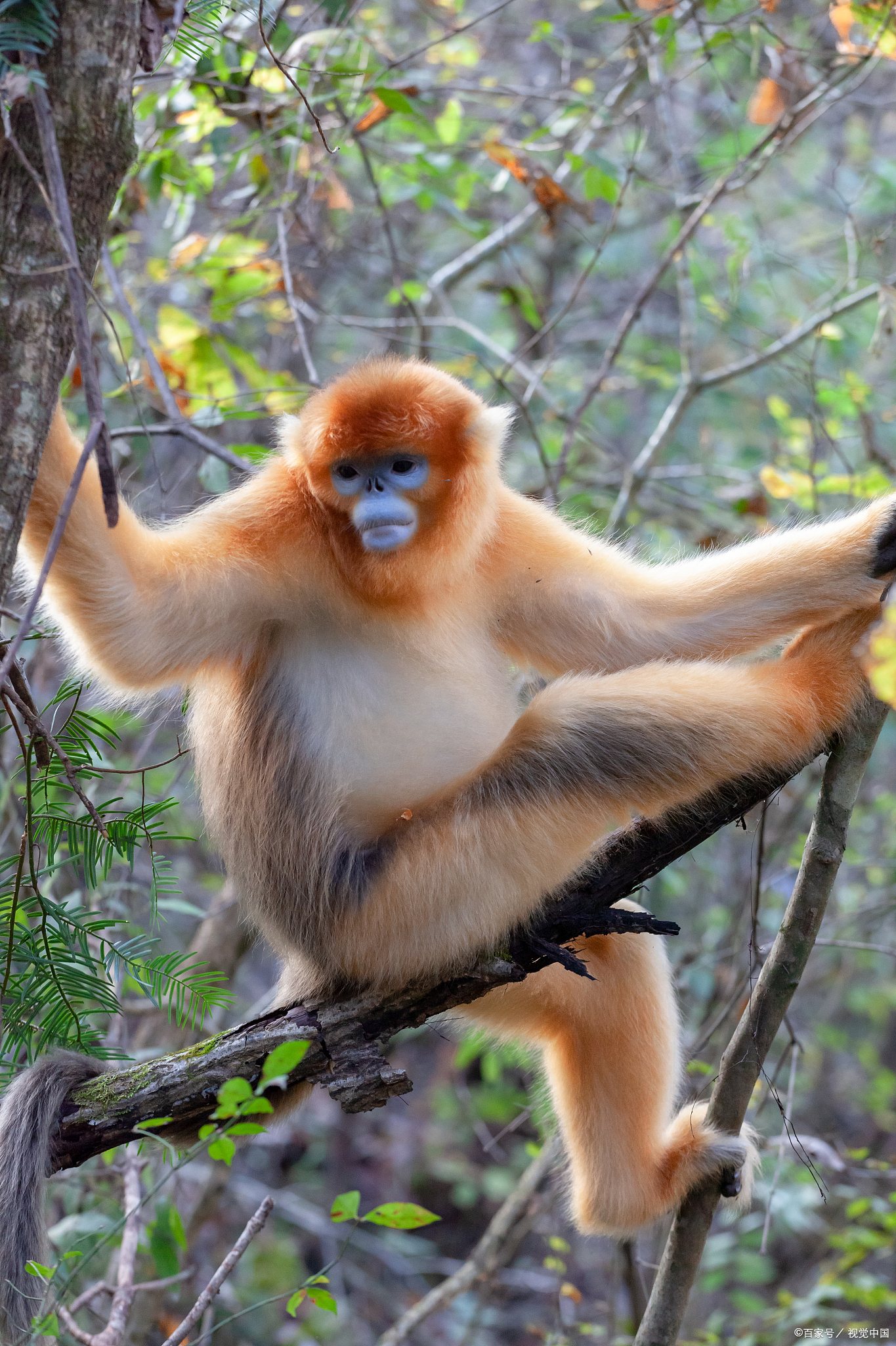 我国特有的珍稀动物——金丝猴