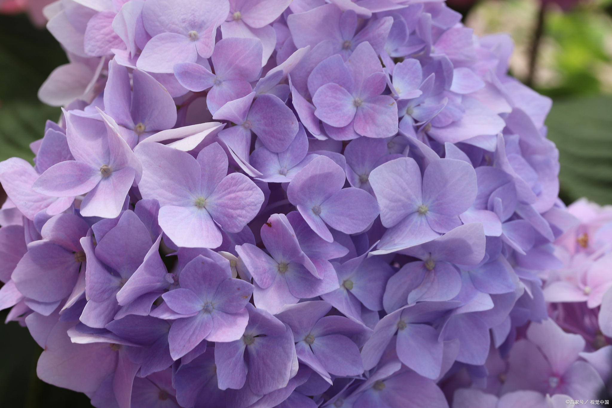动态连更挑战# 紫绣球花,作为一种独特且引人注目的花卉,拥有着丰富