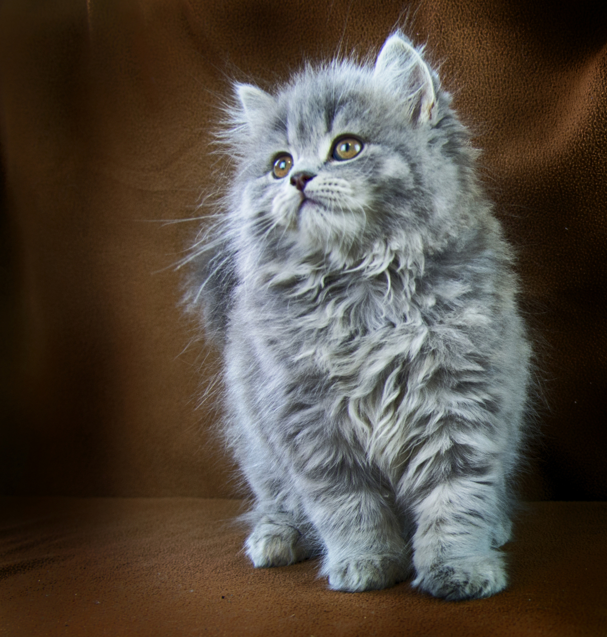 这种猫的历史可以追溯到20世纪80年代,当时一位名叫盖伊·塞尔凯克的