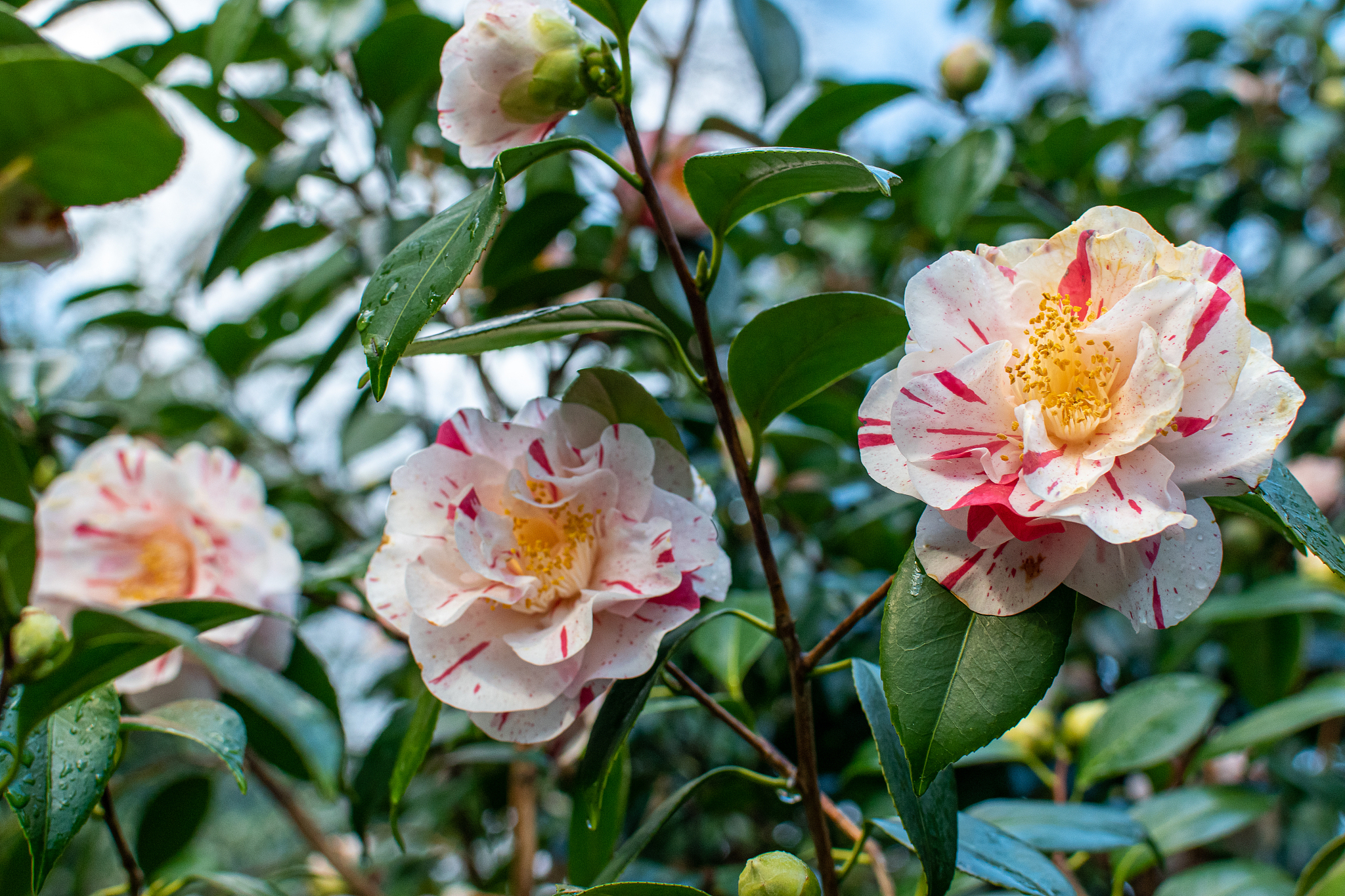 茶花种类图片