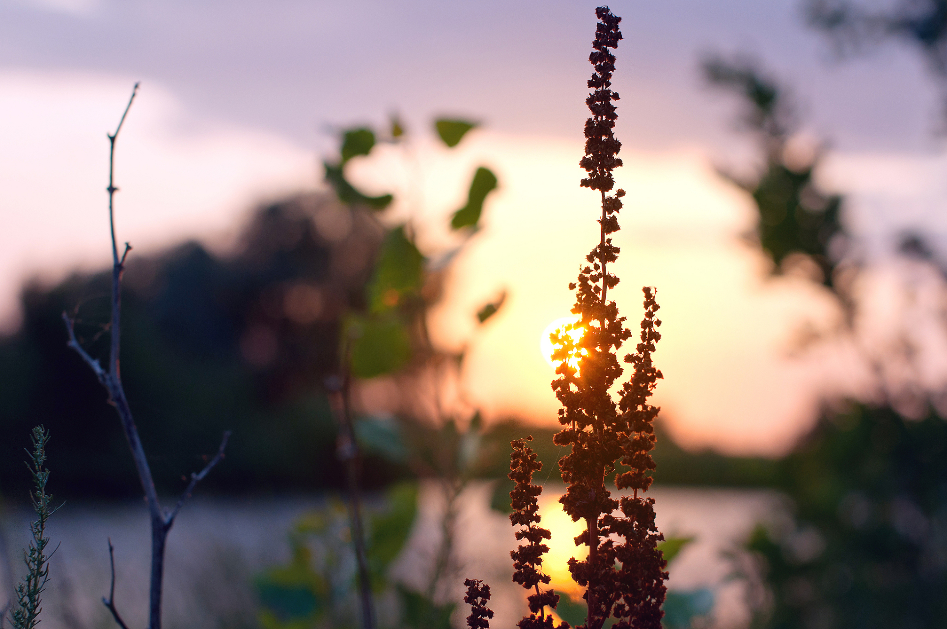 夏日早晚,美丽时光  夏天的每一个早晨都充满了生机和活力,清晨的阳光