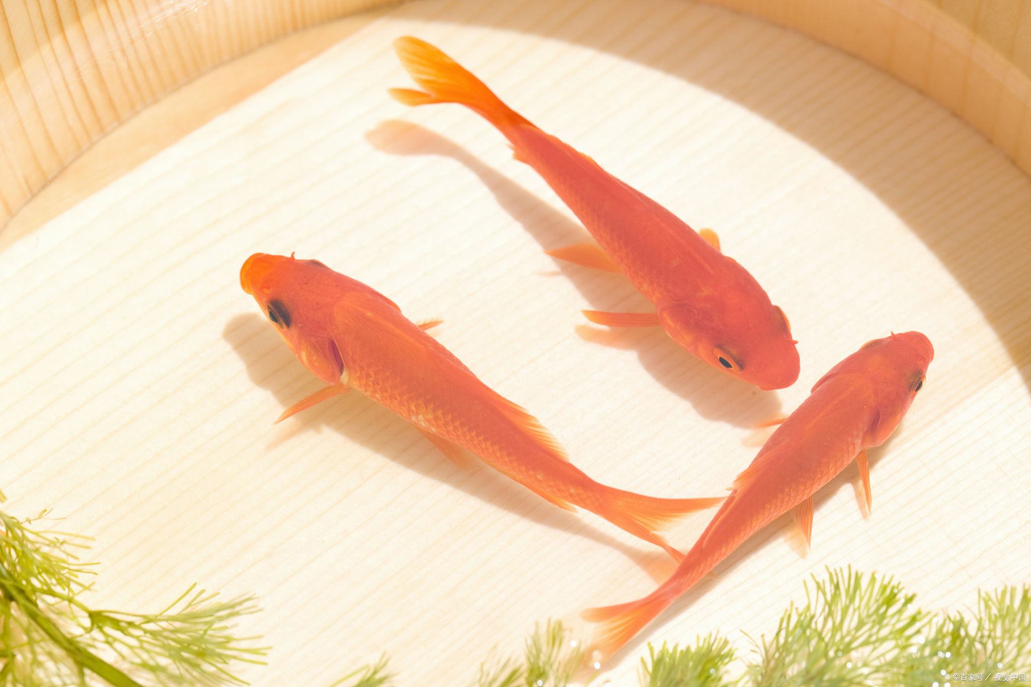金鱼,富贵,吉祥的象征,你家养了吗?