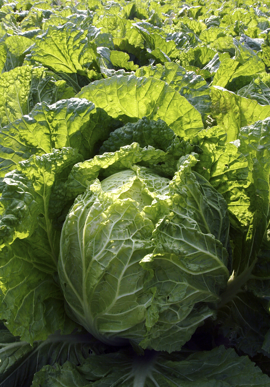 大白菜的生长和需肥特点使其成为我国主要的叶菜类蔬菜品种之一.