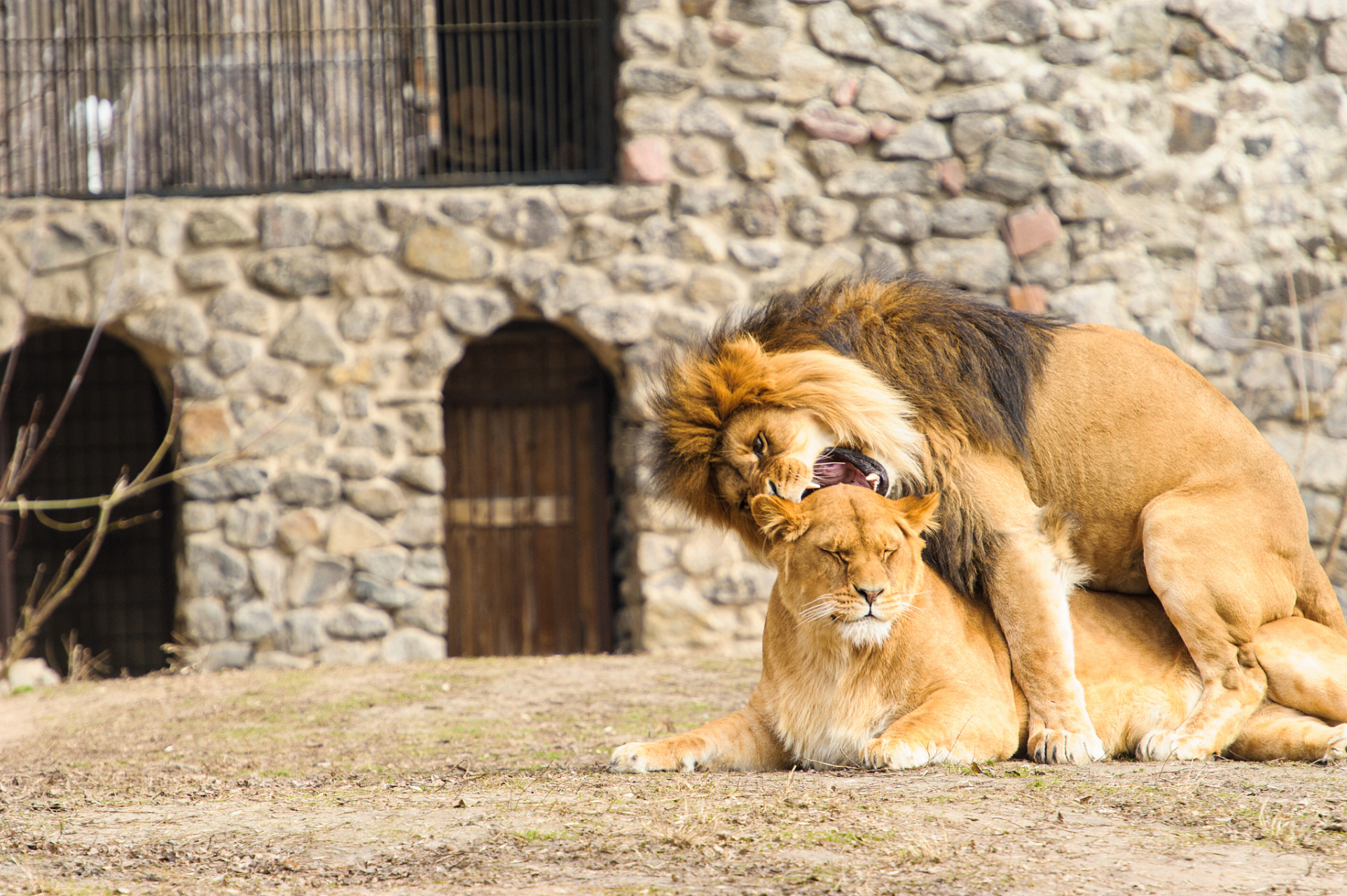 日本動物園兩頭獅子因感染新冠死亡