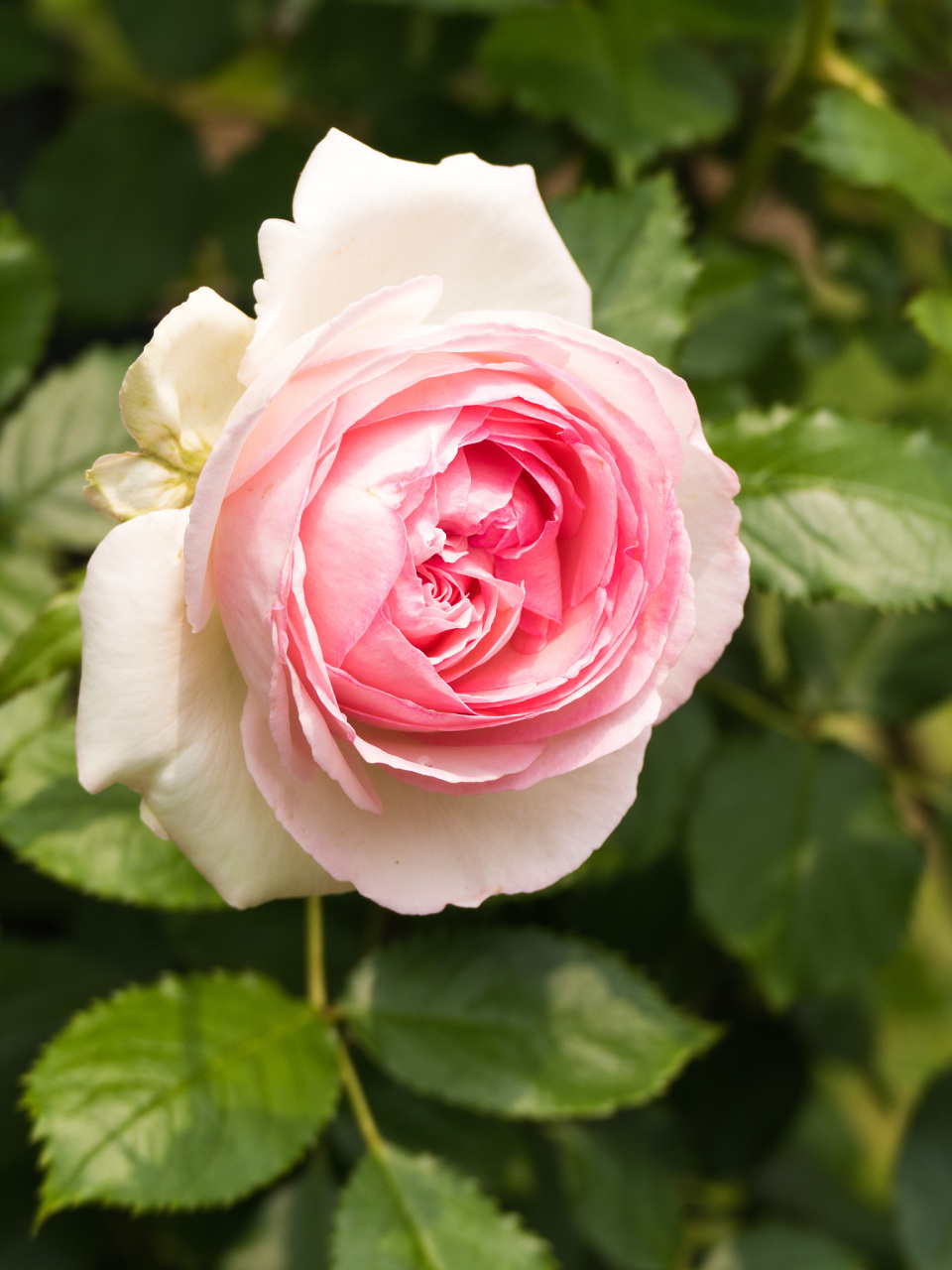 龙沙宝石月季优缺点分析 名声显赫的龙沙宝石可谓是吸引不少花友们