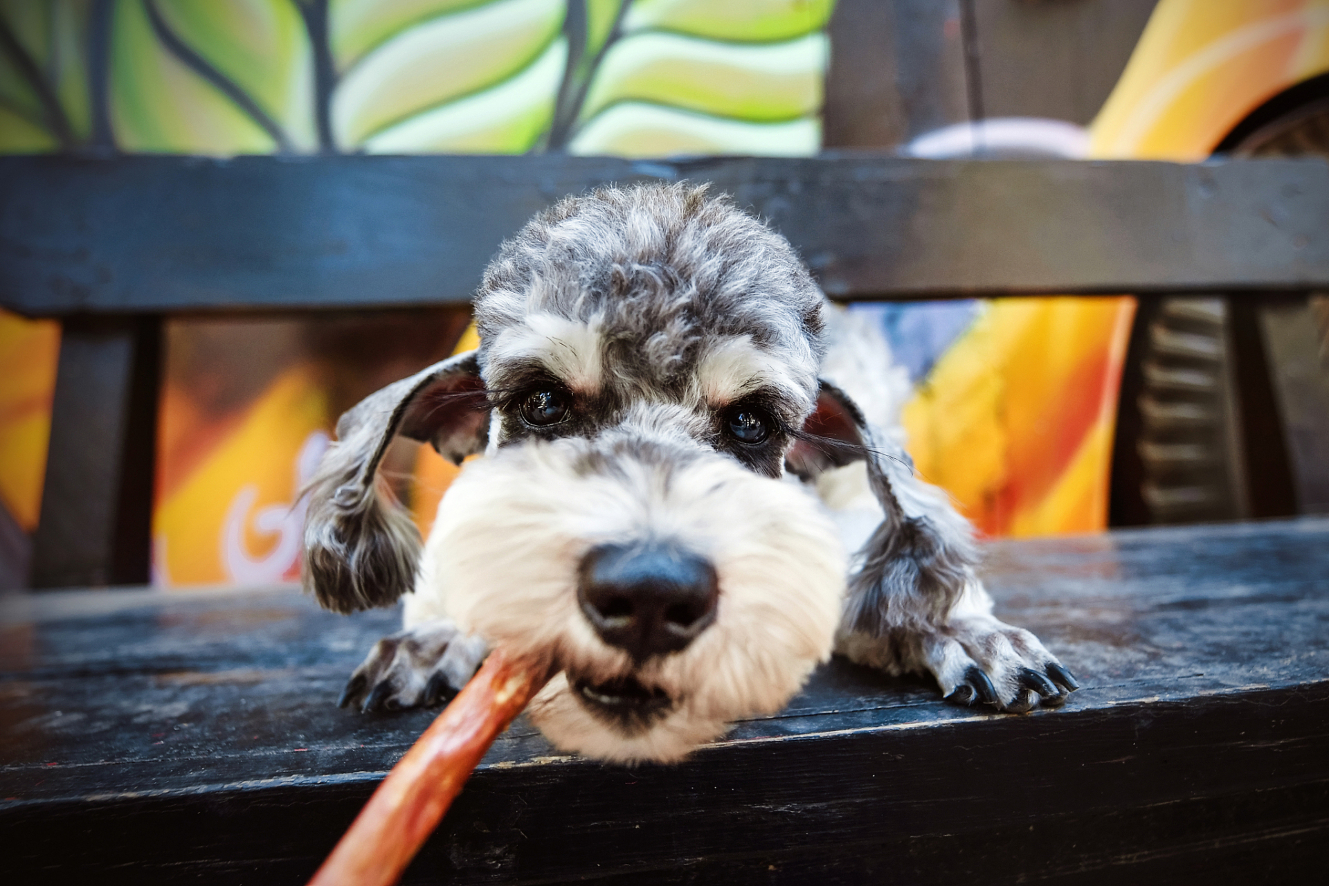 雪纳瑞,一种拥有高智商,学习能力超赞的小型犬种,它们因其独特的外貌