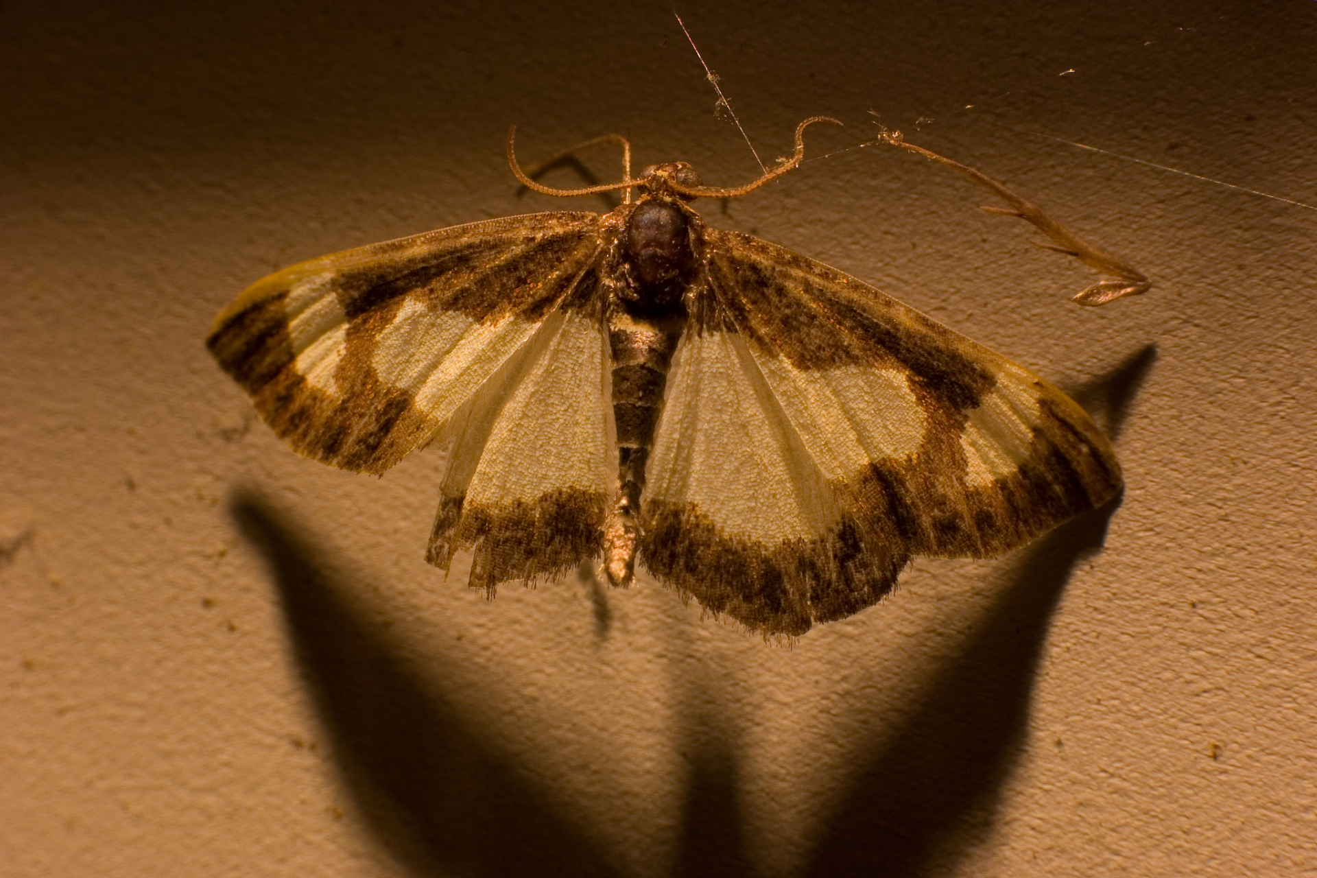 心灵的地下飞蛾 长出了纤薄的翅膀,在日落的天空里 做一次告别的飞翔.