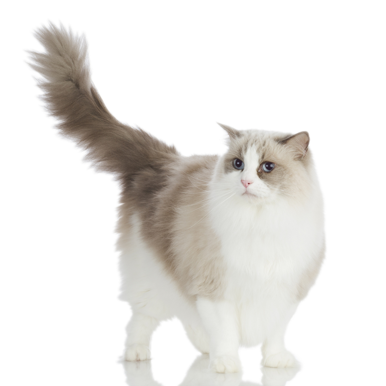 布偶猫的优点有哪些呢  1️⃣ 外貌:首先布偶猫通常拥有华丽的