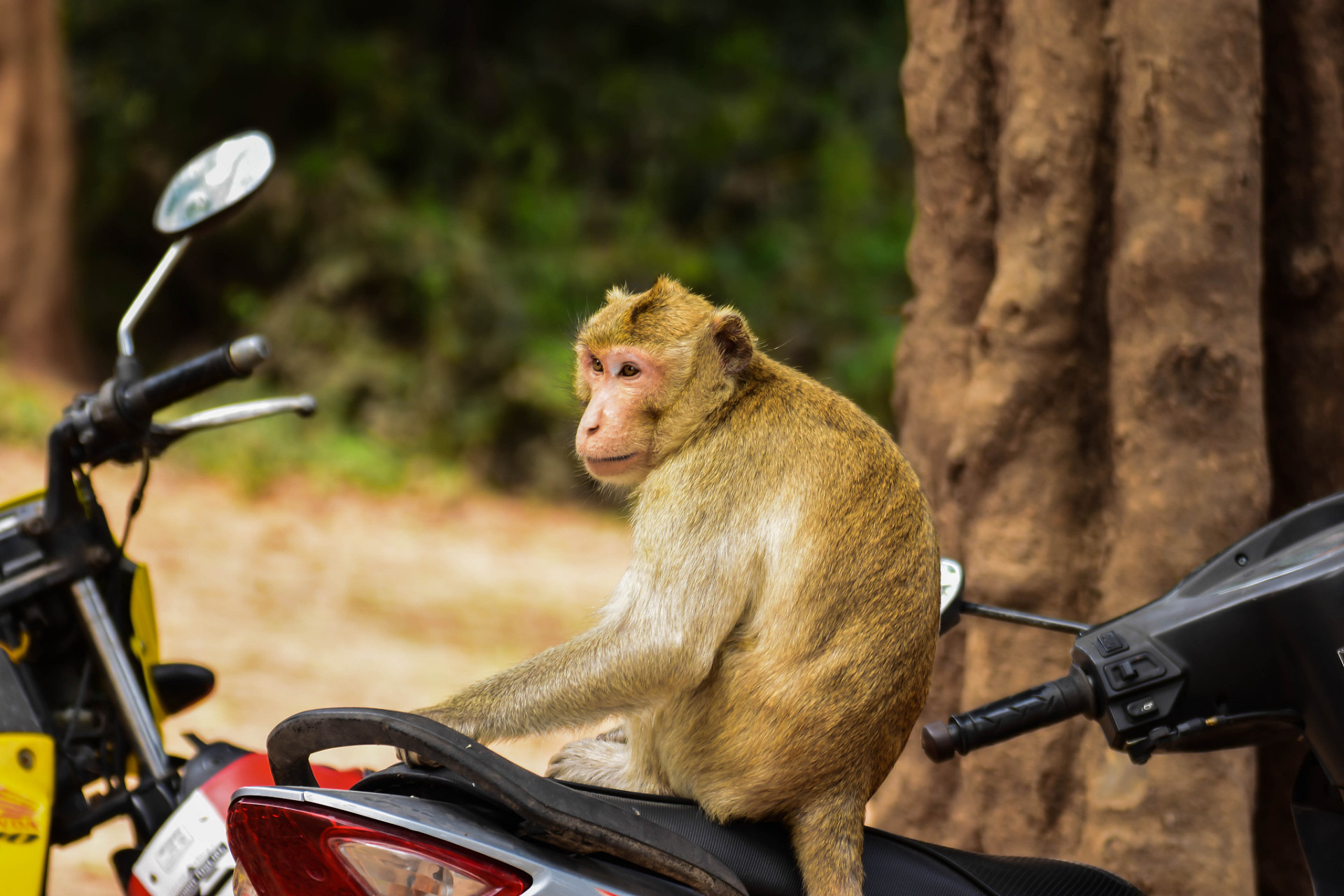 近日,陕西西安出现了一只自称"芭娜娜"的网红猴子,它的零元购行为引起