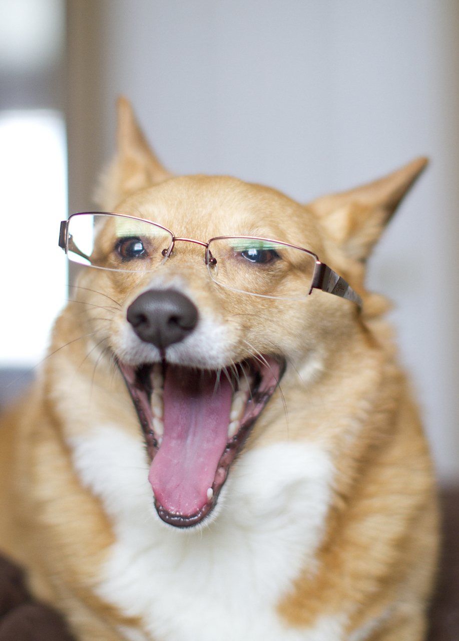 狗狗治愈系的笑容能赶走生活中的很多阴霾 愿你每天都在狗狗得笑容中