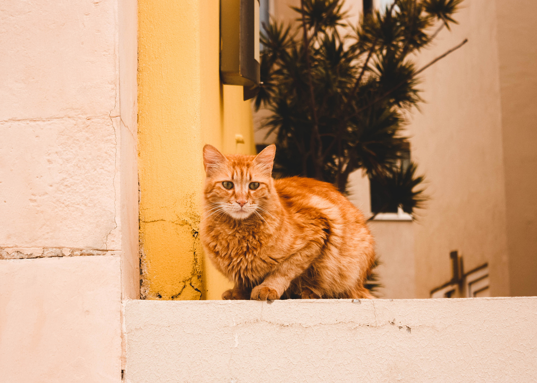 俗语说:好奇害死猫. 鬼扯!好奇,所以猫才有九命.