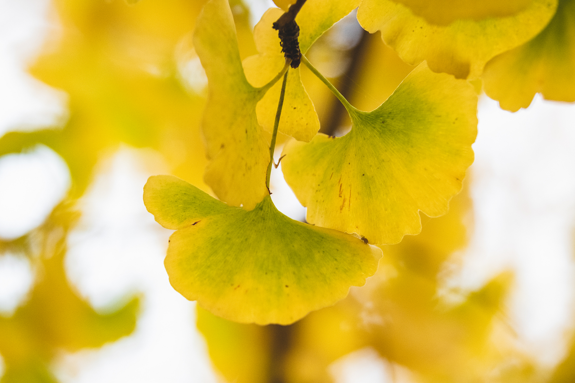 [期待] 中国的国树是银杏树,这一选择体现了对中国丰富文化,悠久历史