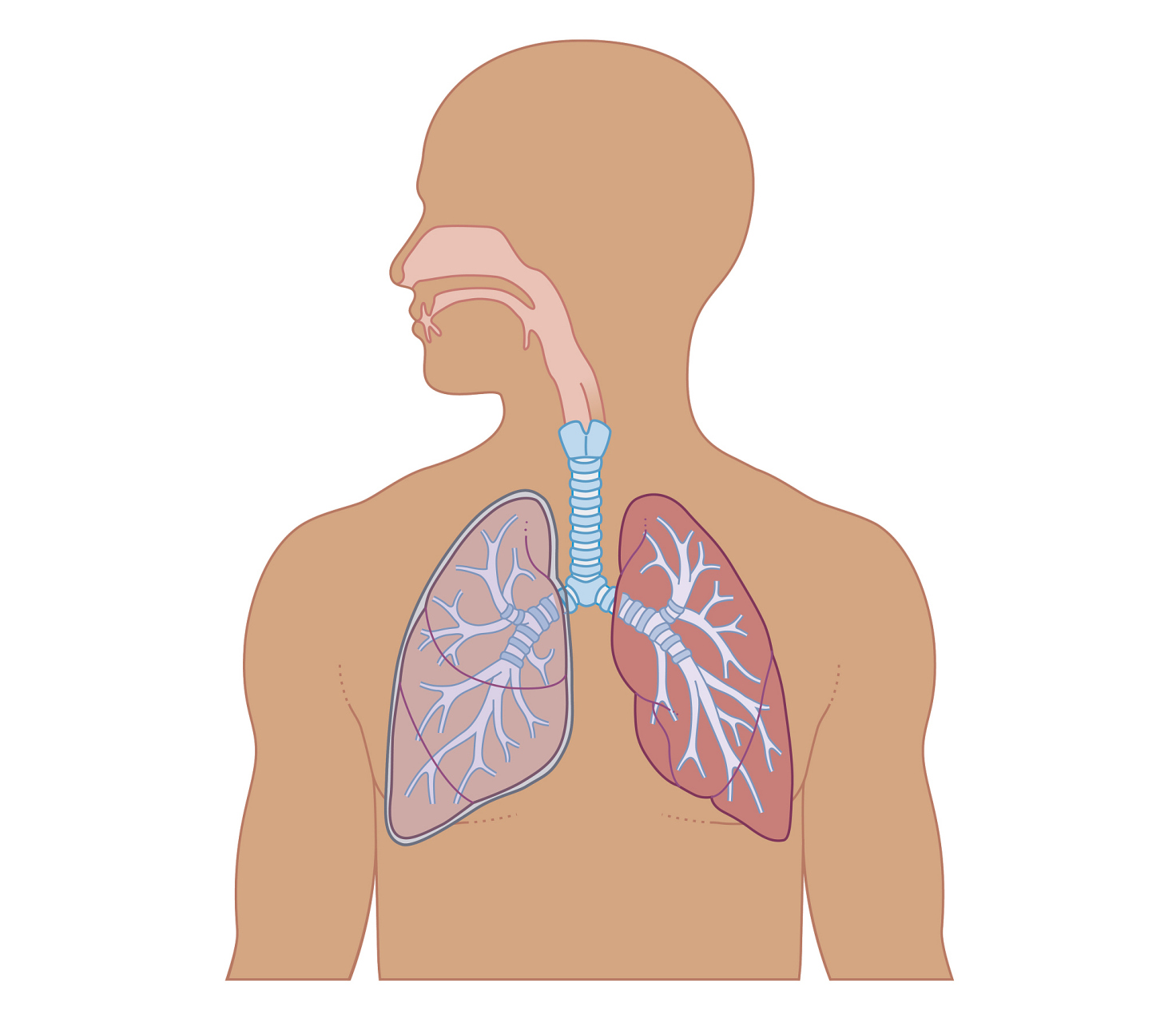 最近的研究表明,微塑料已经被发现在人类呼吸道深处,这引起了人们对