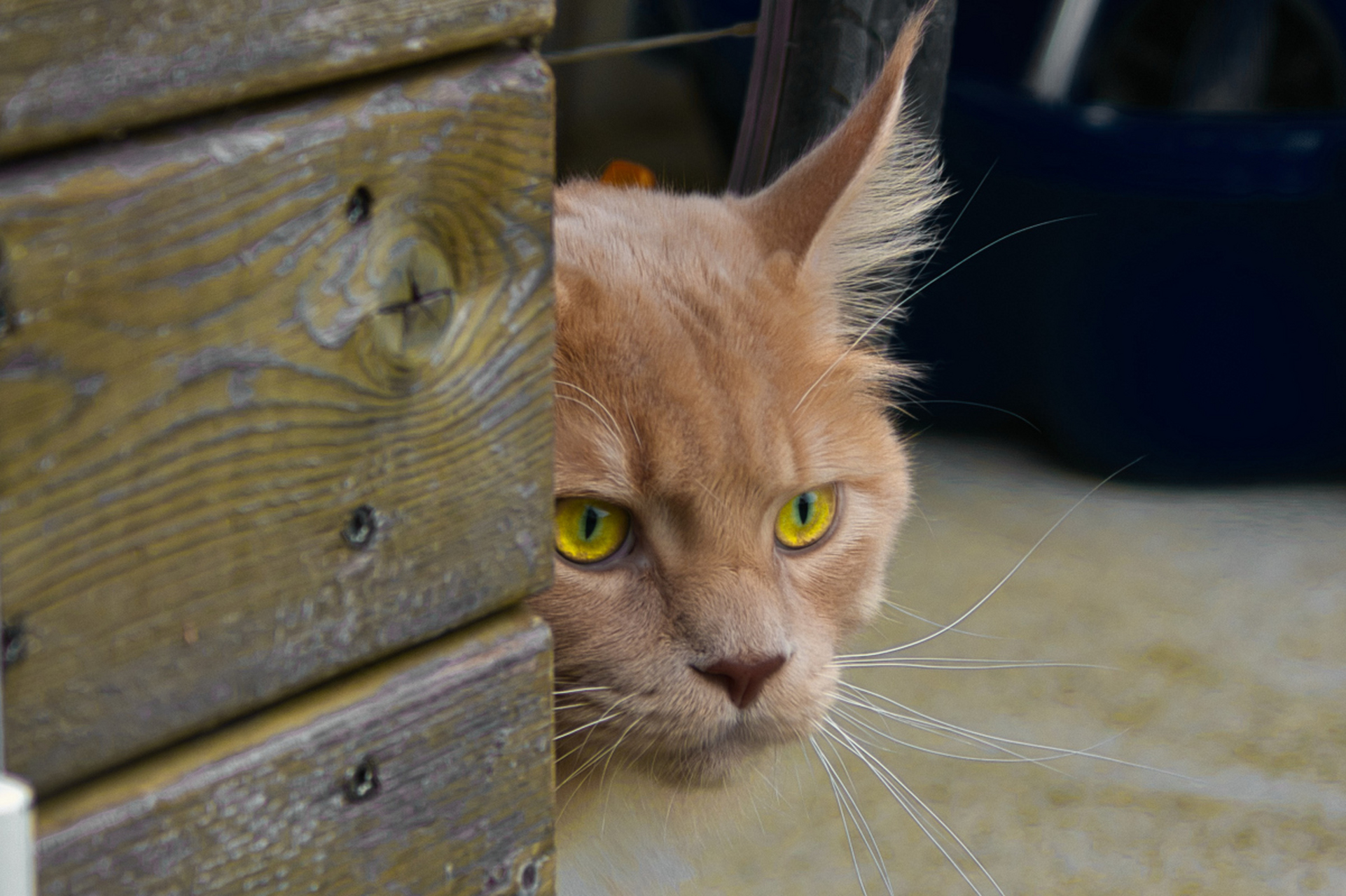 金色缅因猫是一种华丽迷人的猫咪品种,选择适合的名字需考虑其外貌
