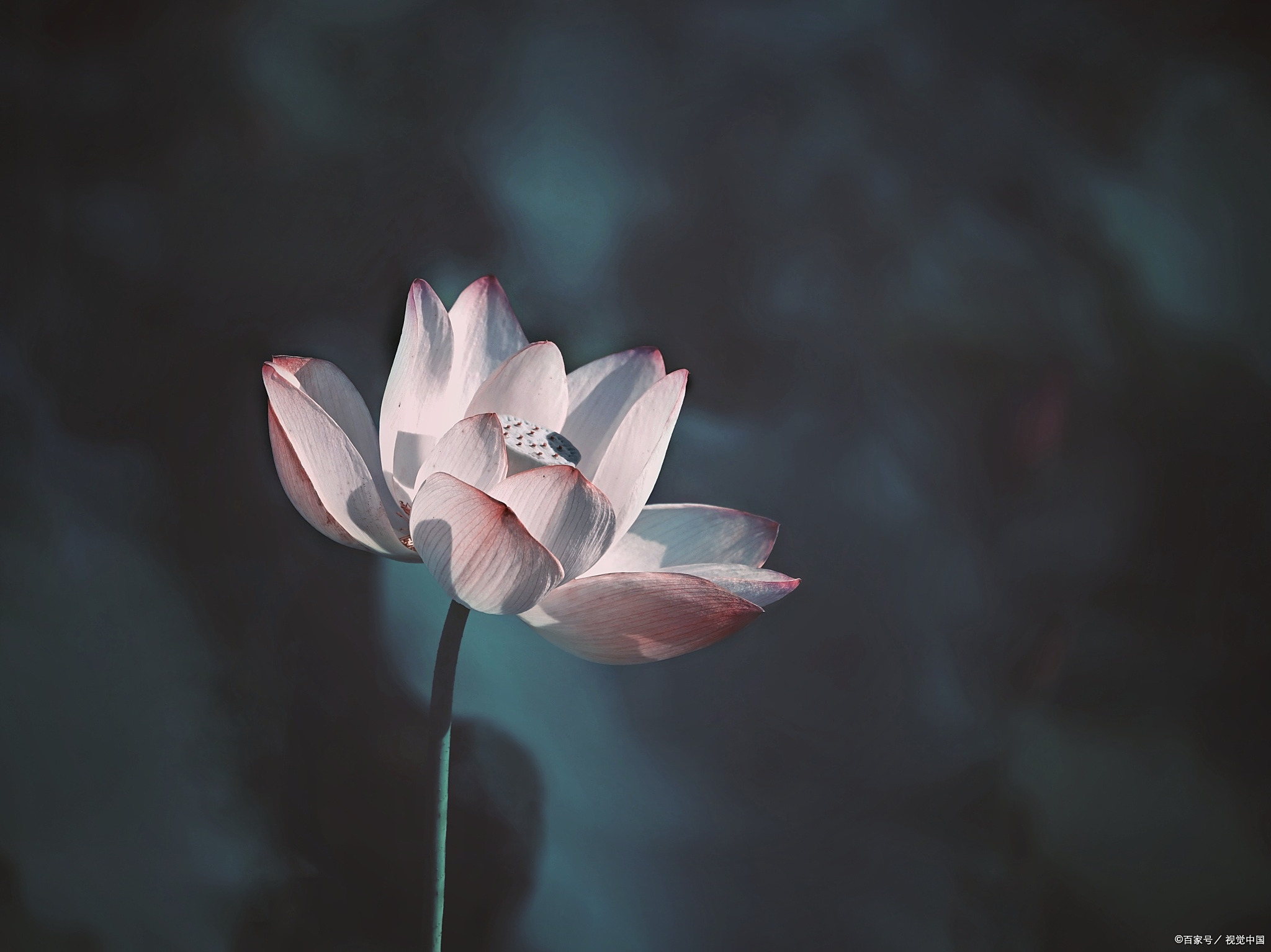 忘不了的荷塘:环境描写构成情景交融的意境之"寄情于景"