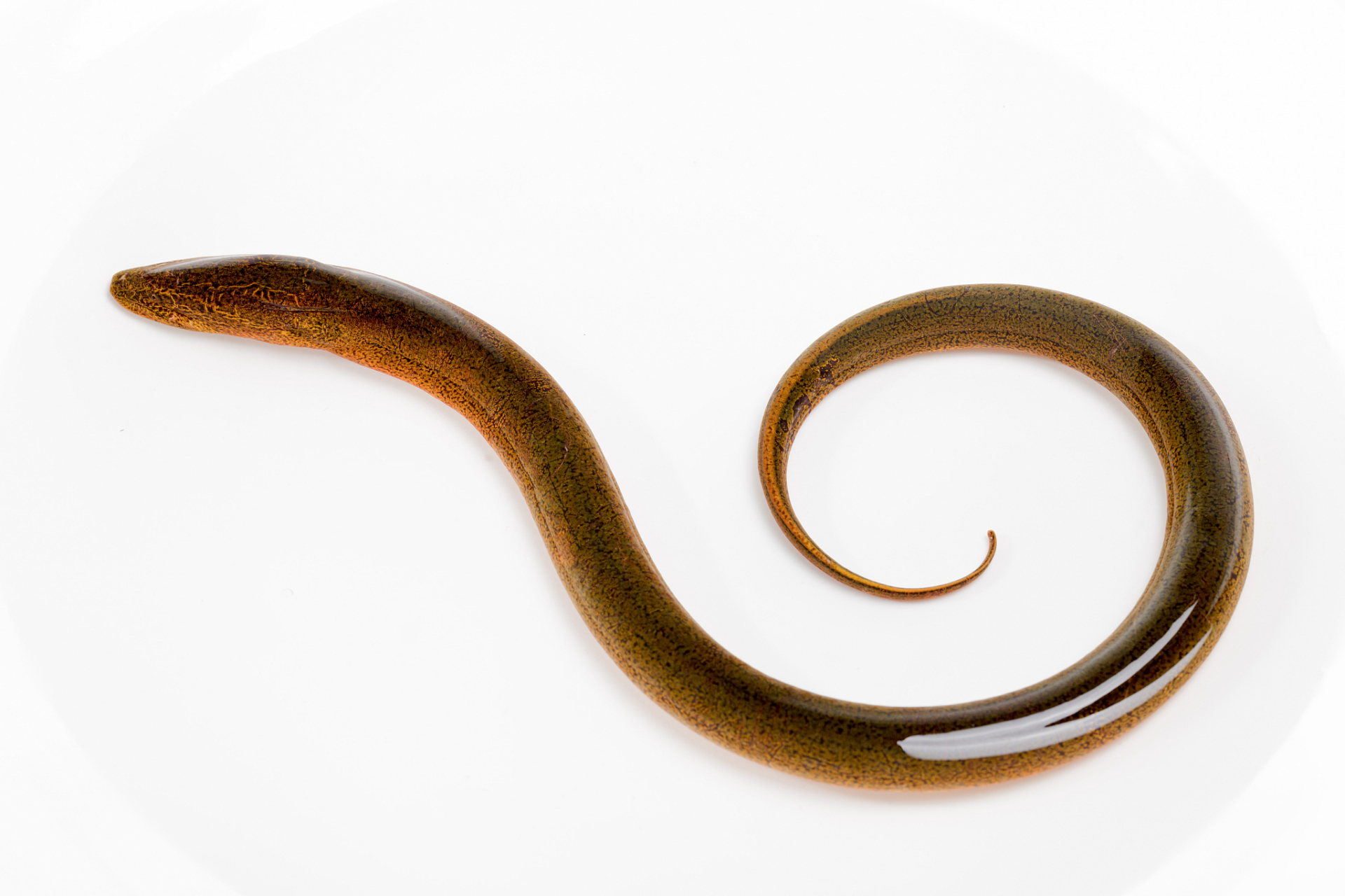 养殖野生黄鳝需注意水质,饲料和养殖密度等方面. 2.