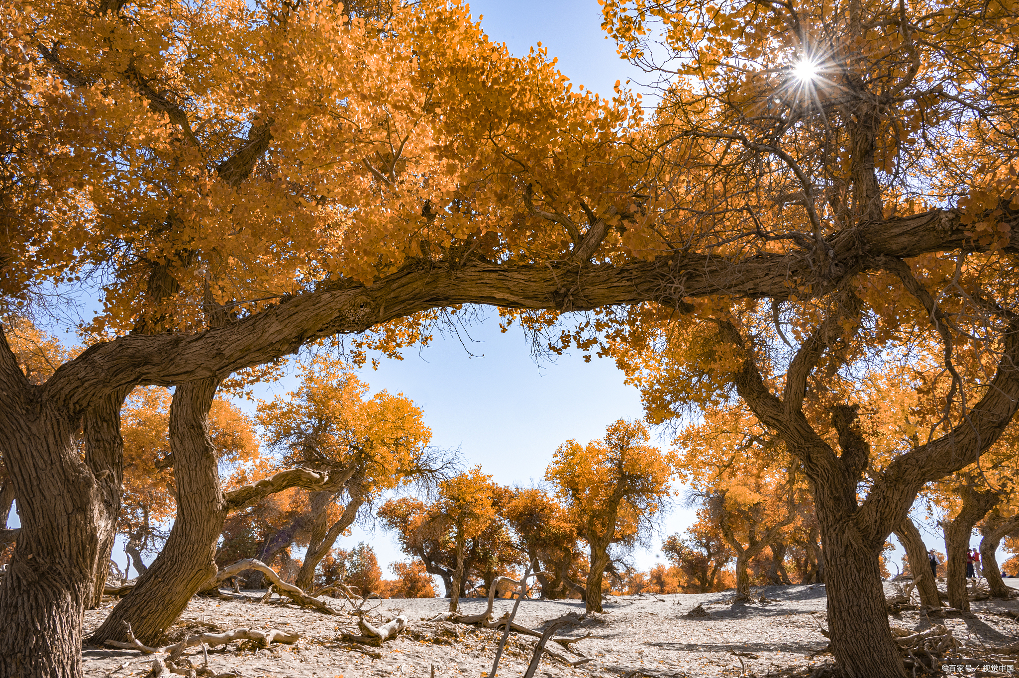 塔里木胡杨林:千年的沙漠守护者