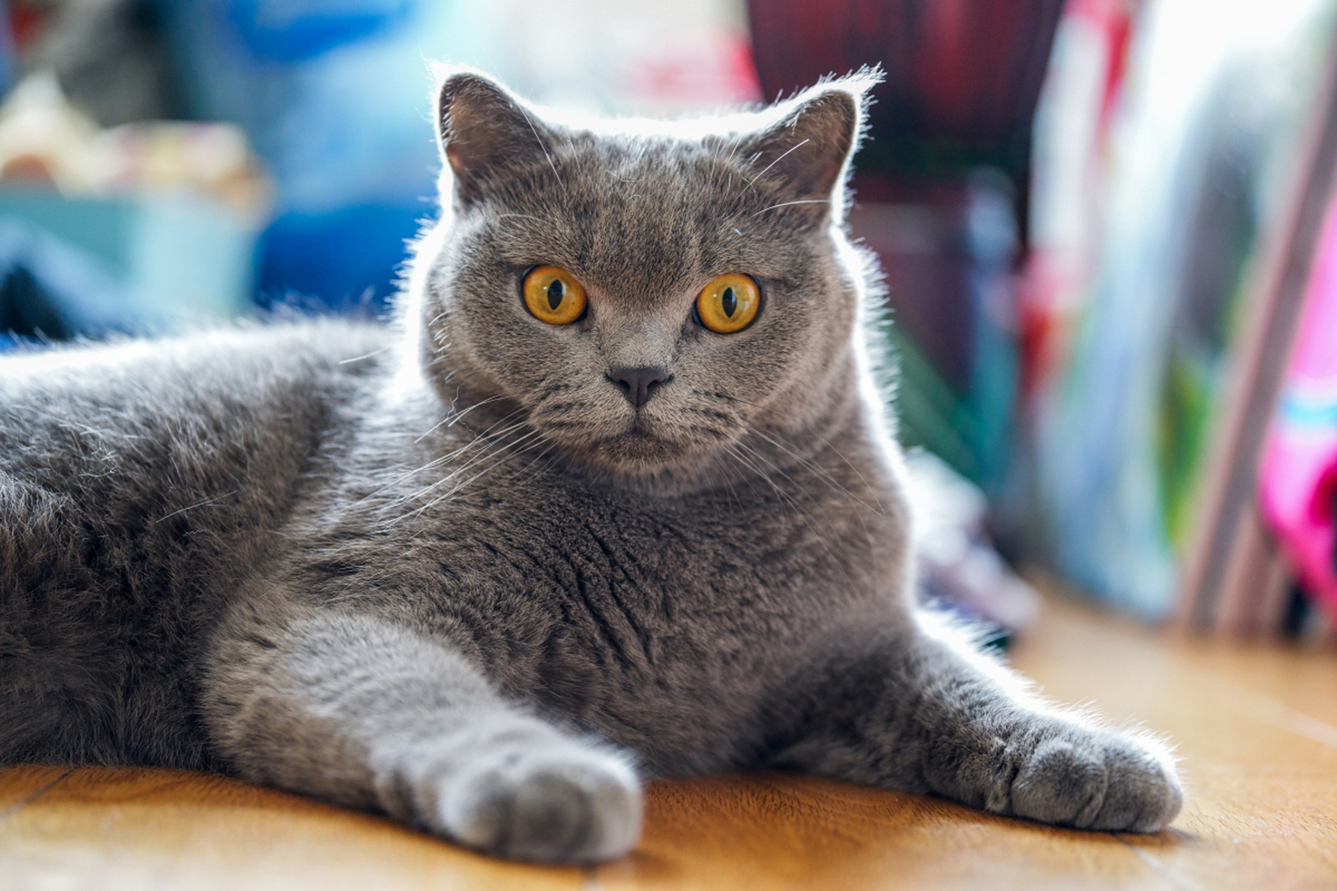 蓝猫的寿命有多长?