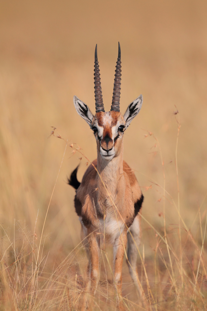 "羚羊之魂"作为一只具有悠久生命历程的公羊,在草原上度过了青涩,风雨