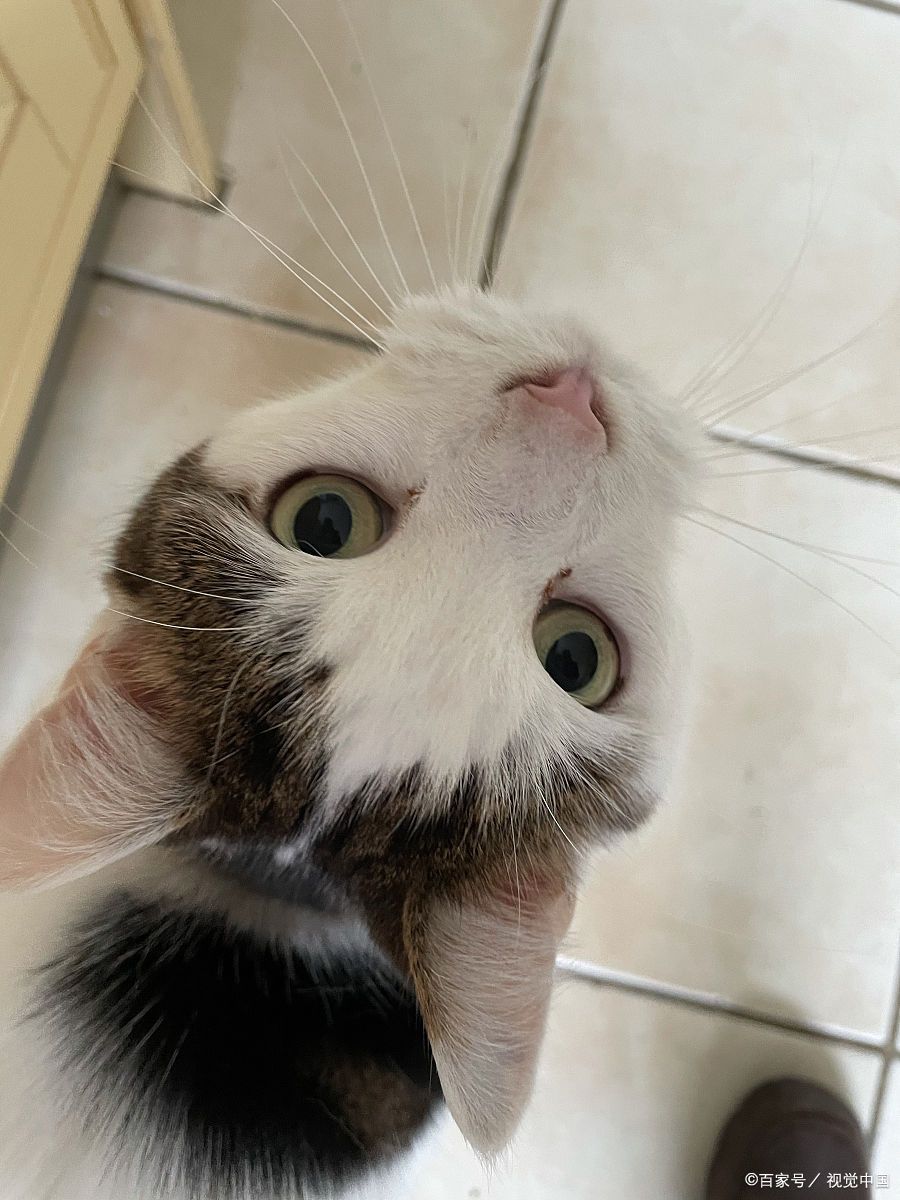 猫咪真的是最适合人类的宠物了,爱干净,还香香的,会埋屎,也会跟你保持