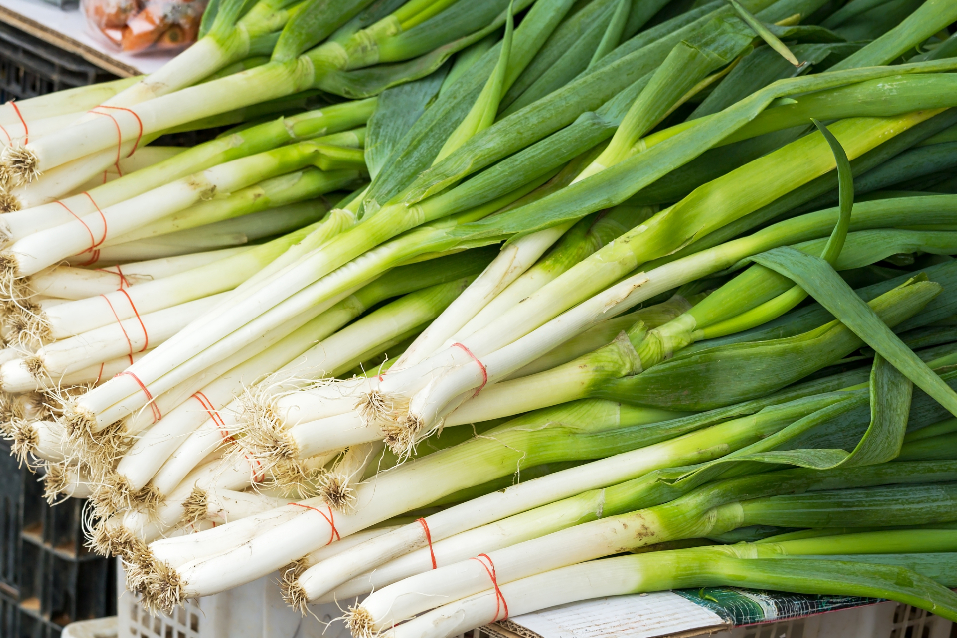 葱,这不起眼的草本植物藏着大秘密!