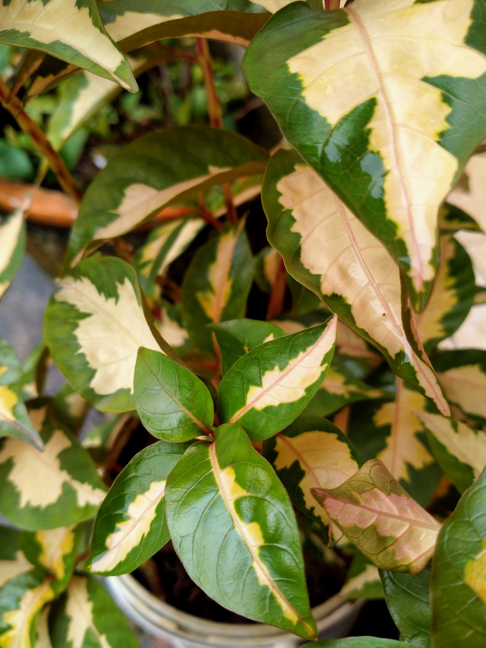 茶花叶子有锈斑怎么治图片