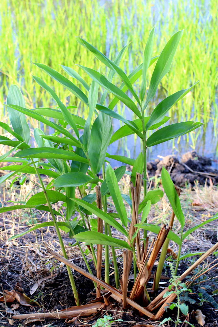 黄精,俗名"山姜",古称"黄芝",是一味名贵的中药