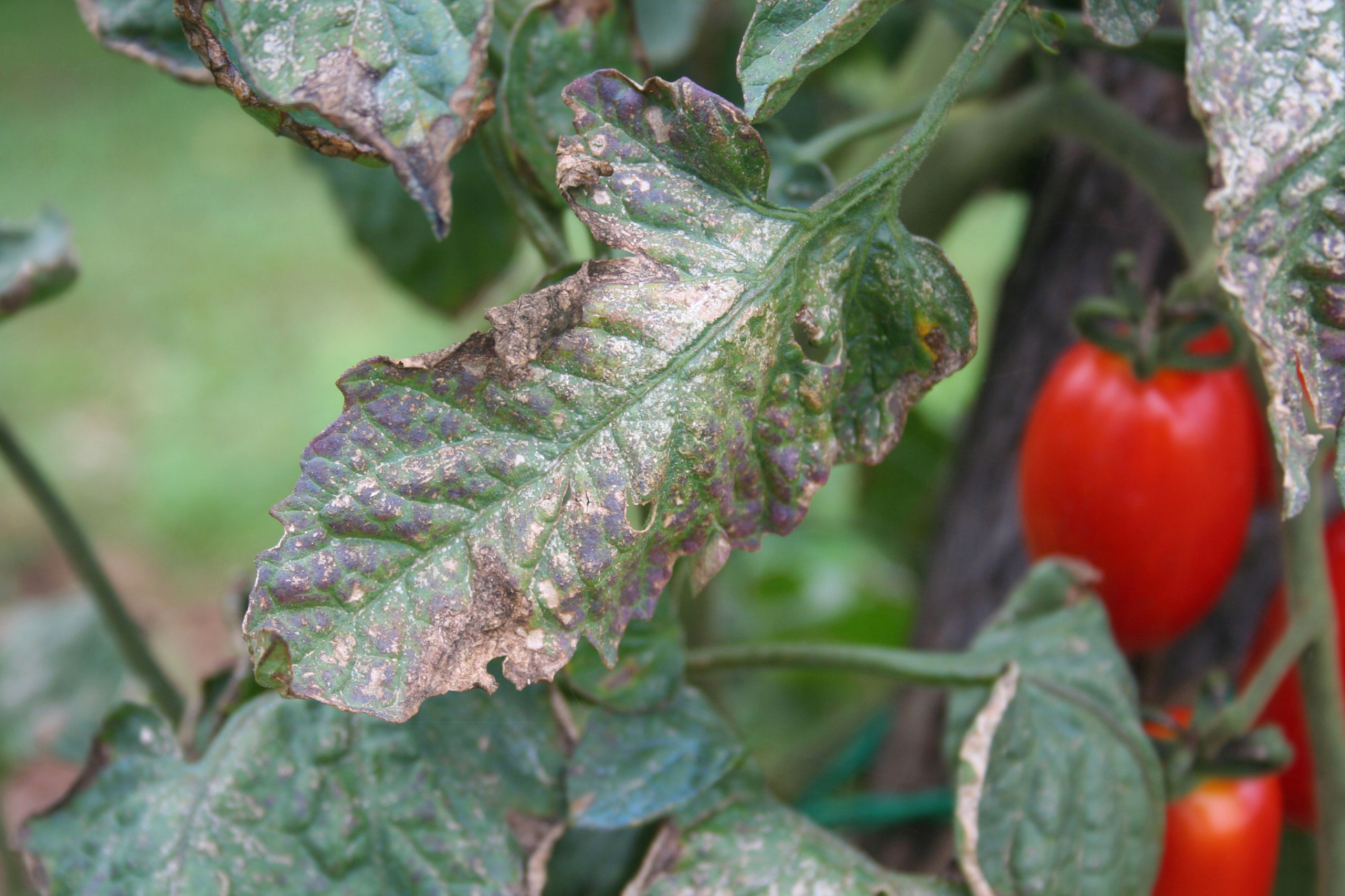 西红柿叶子发黄开始枯萎可能由以下原因造成:  115