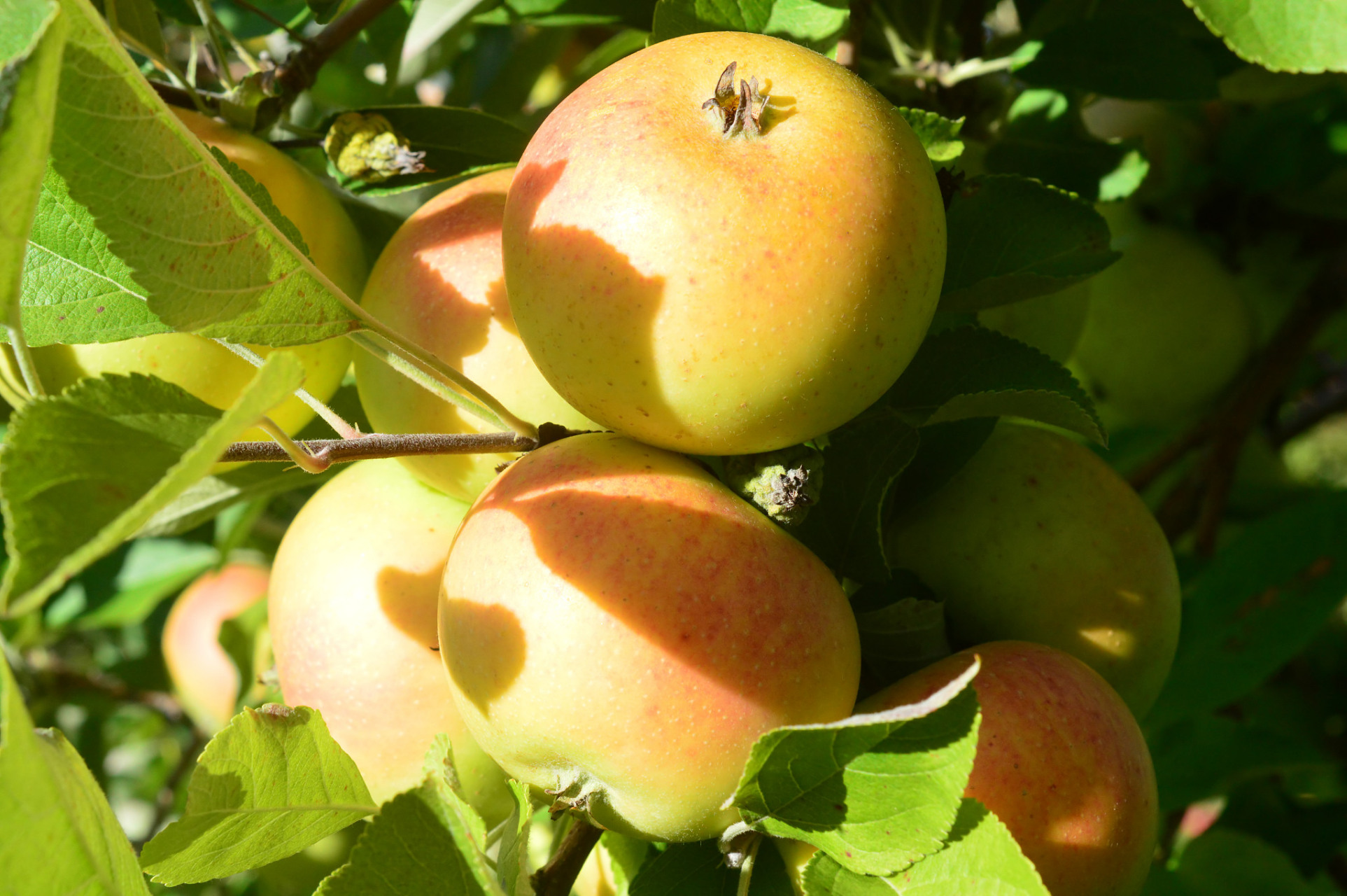 九月动态激励计划# 南果梨果香扑鼻,果肉莹白细腻