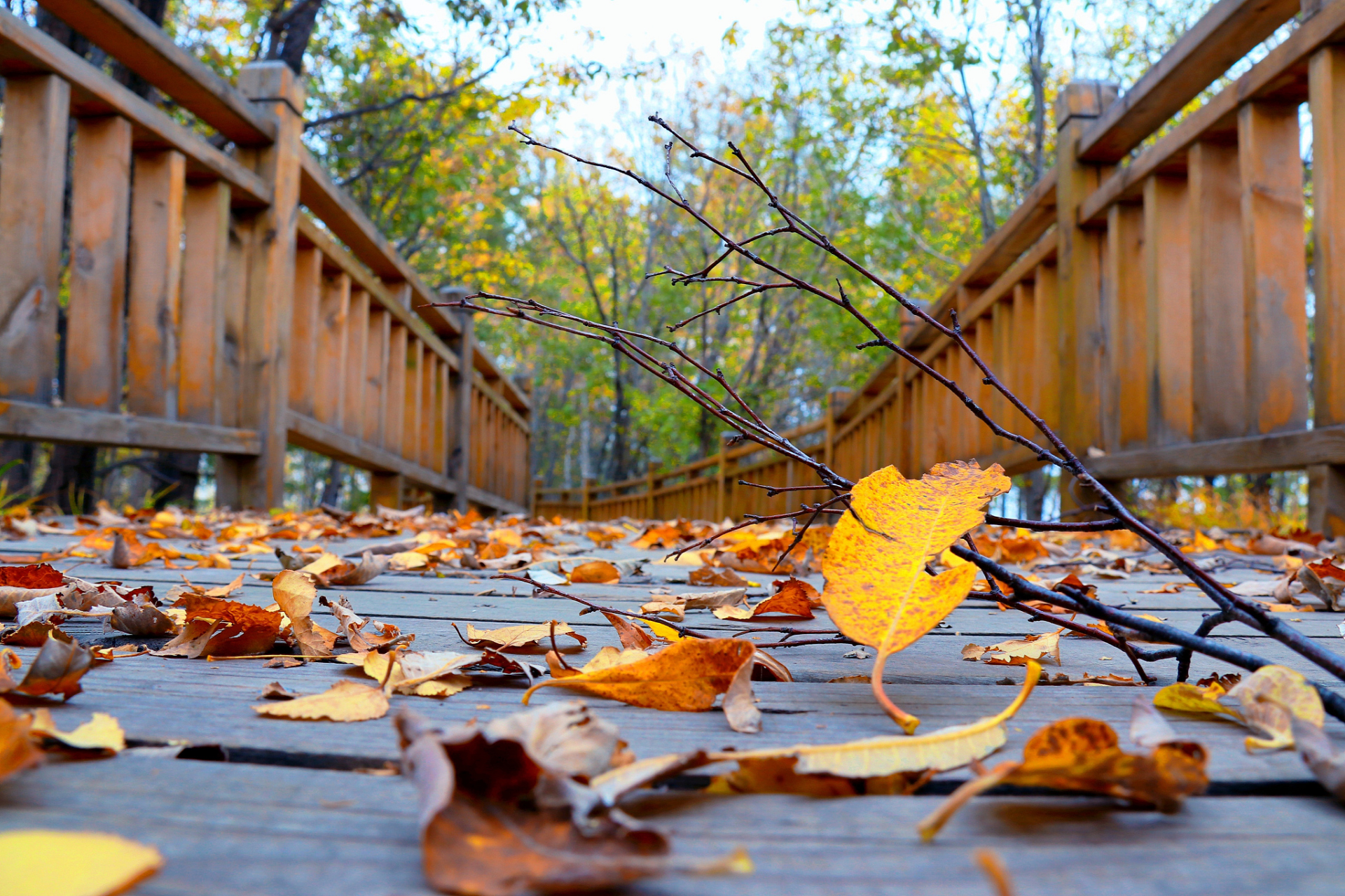 一层秋意一层凉, 微风拂过发丝间, 枯叶飘落,悠然