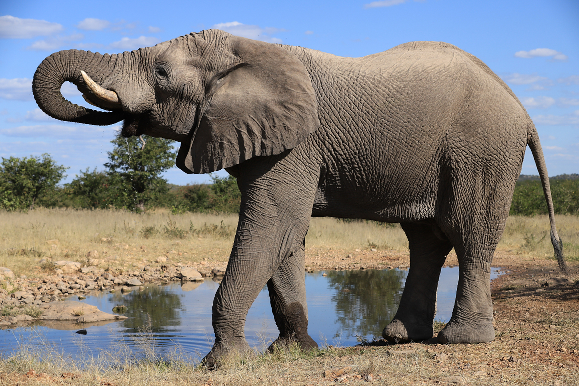 从悠久的历史中走来的大象,长鼻目哺乳动物与人类交好.